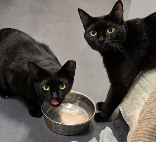 Theo & Cassie - Adopted