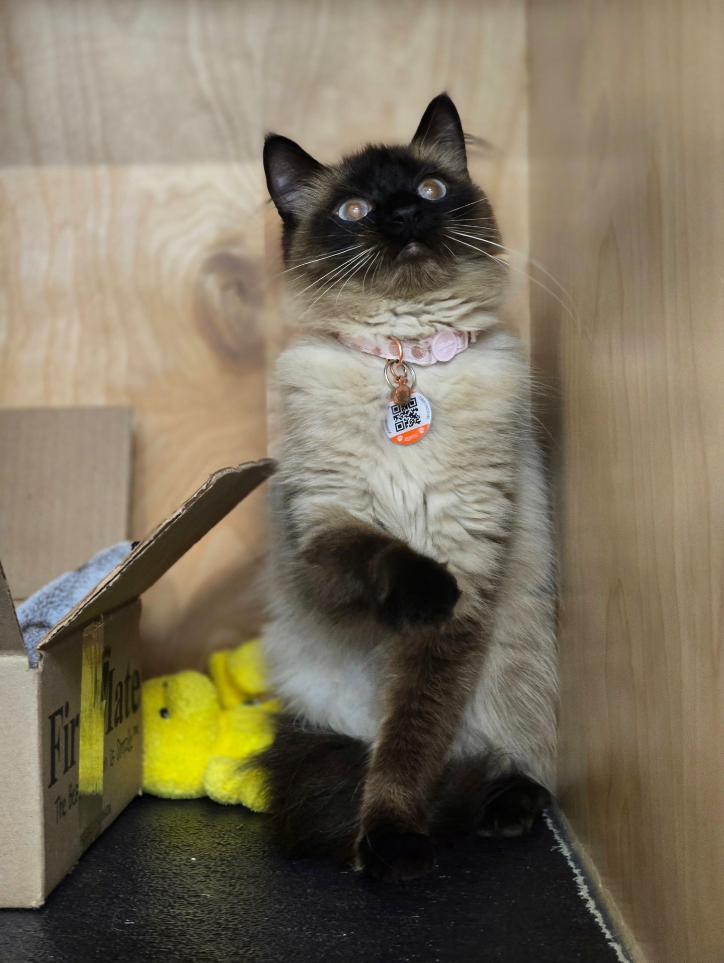 NewNew - Adopted