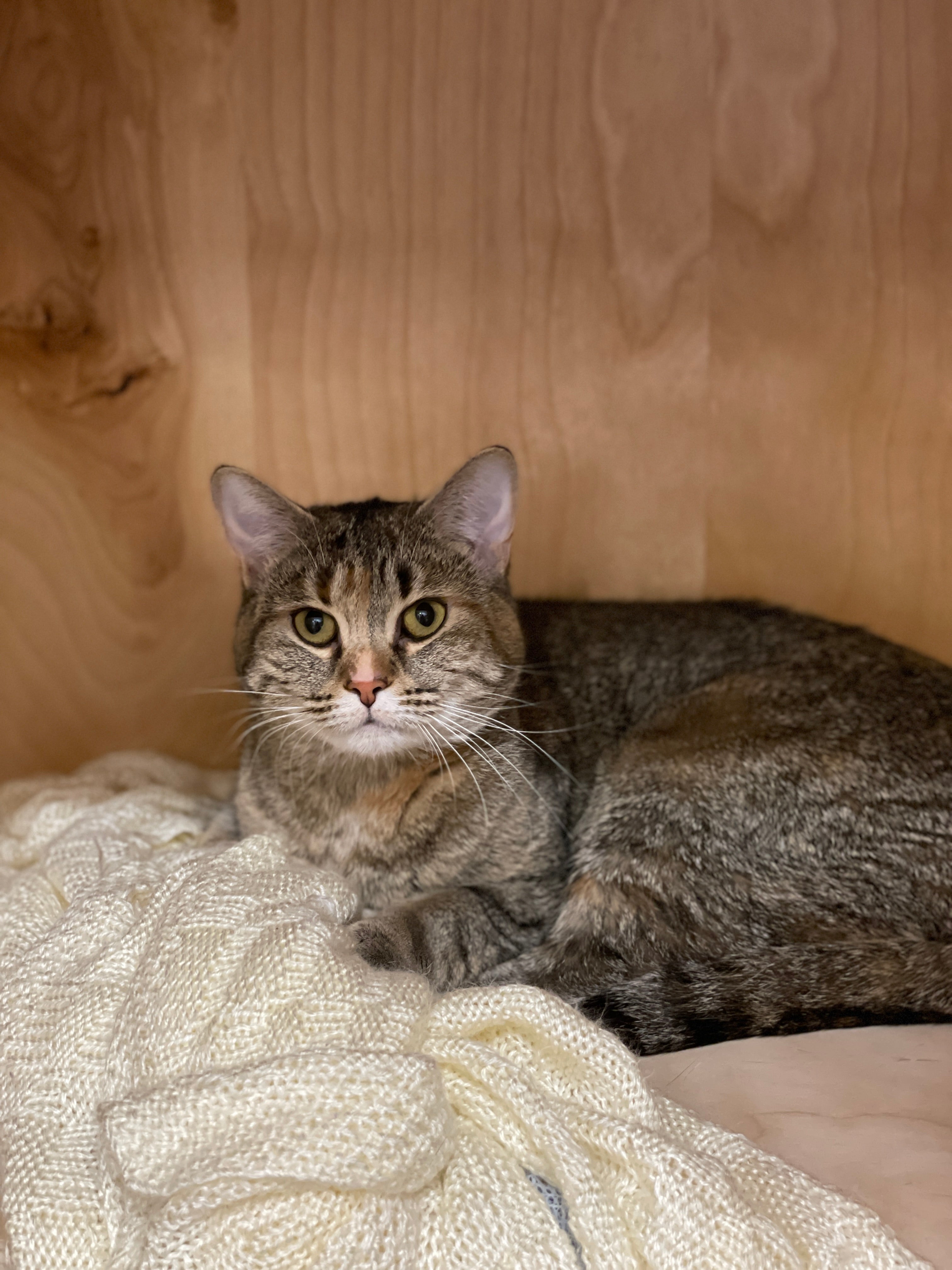 Nahla|ADOPTED â Catoro Pets