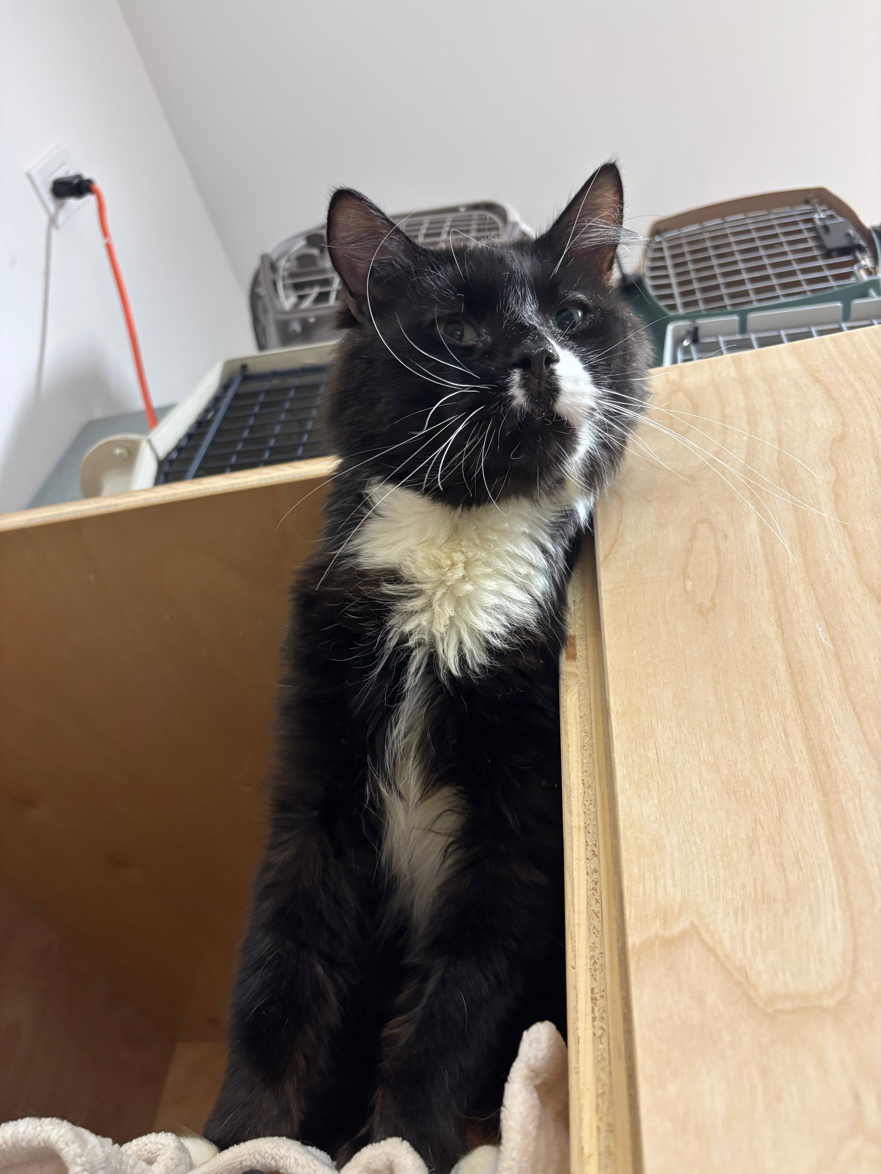 Jojo - Adopted