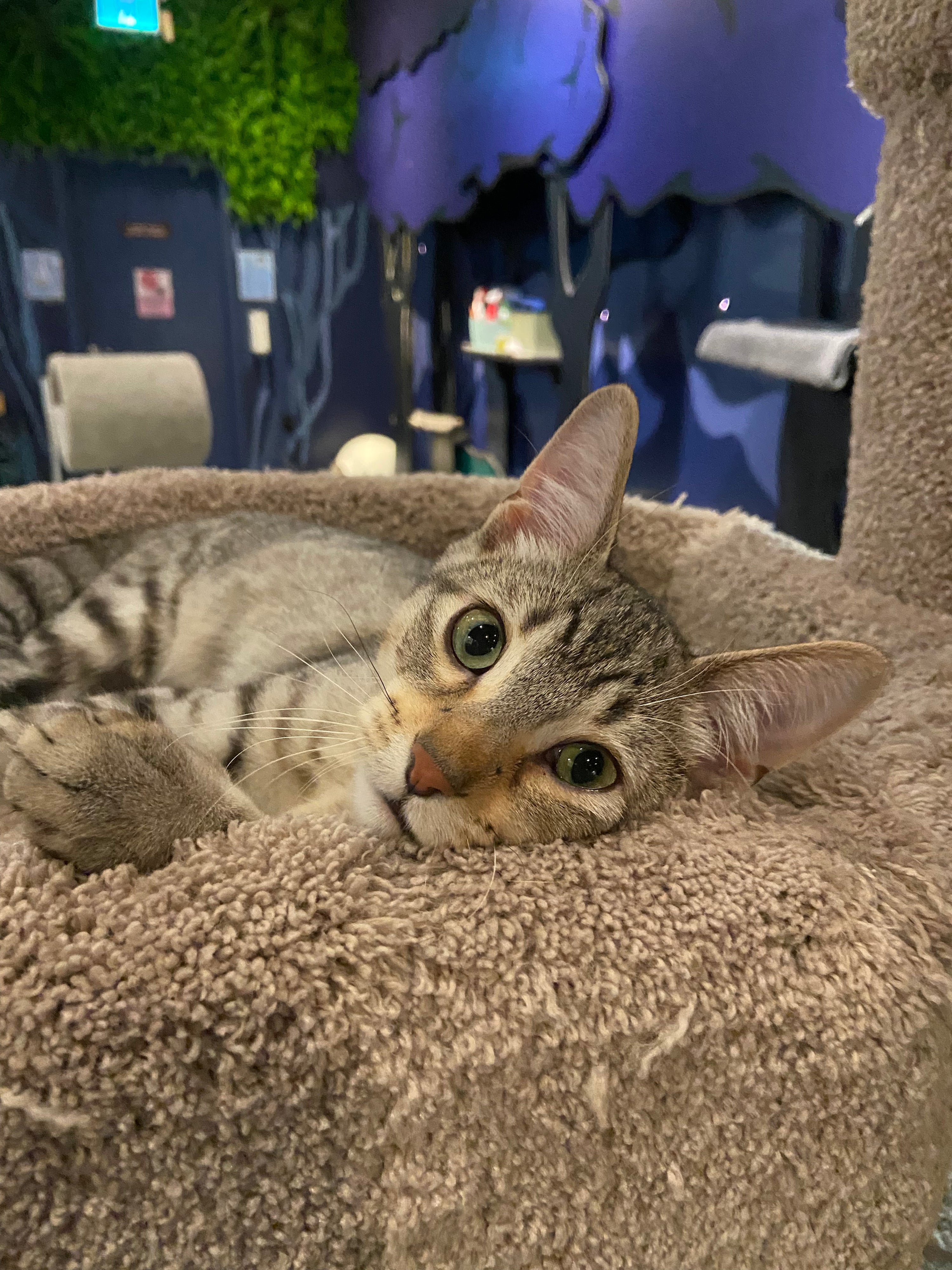 Harrison Furred - Adopted