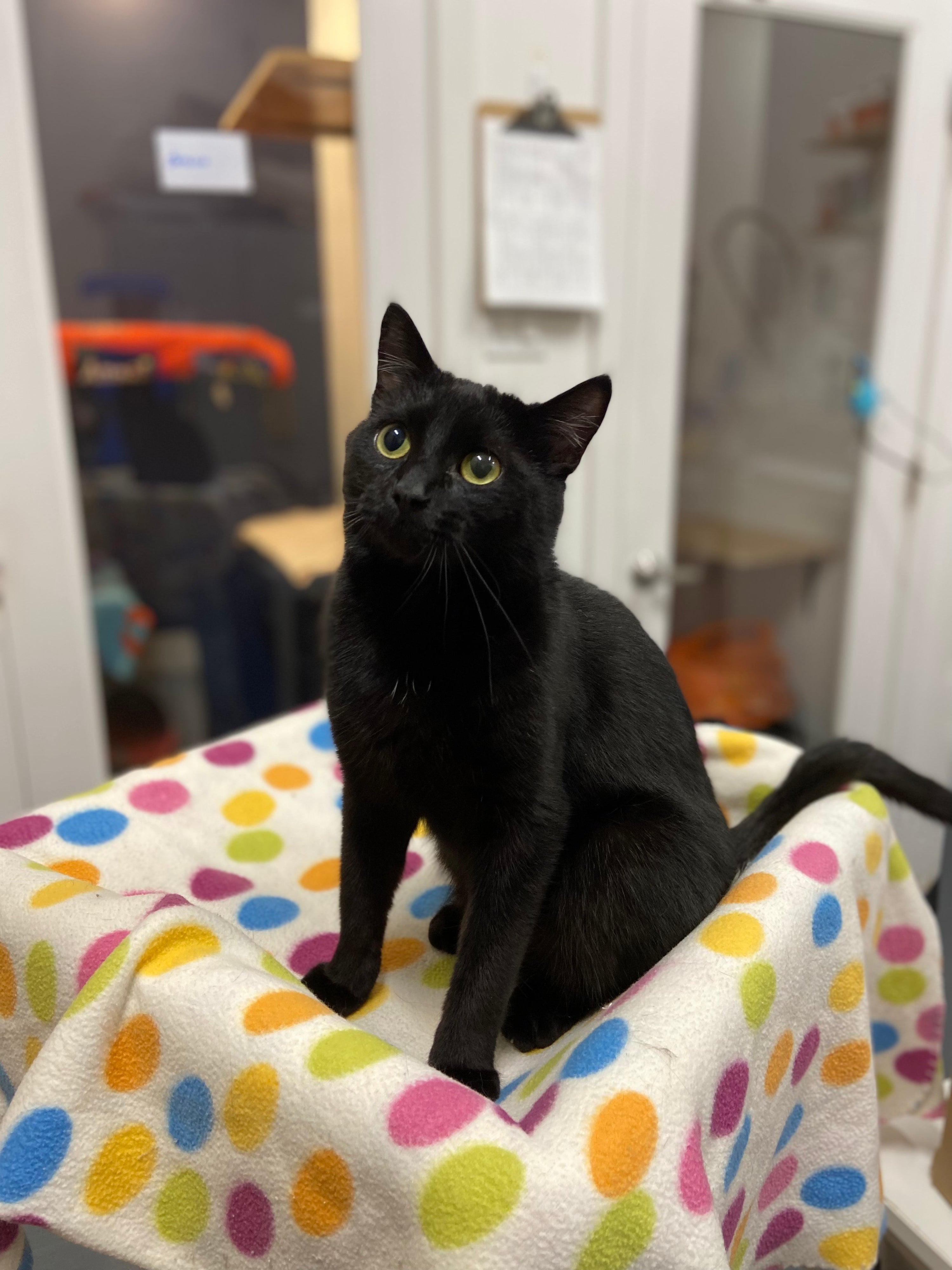 Silky - Adopted