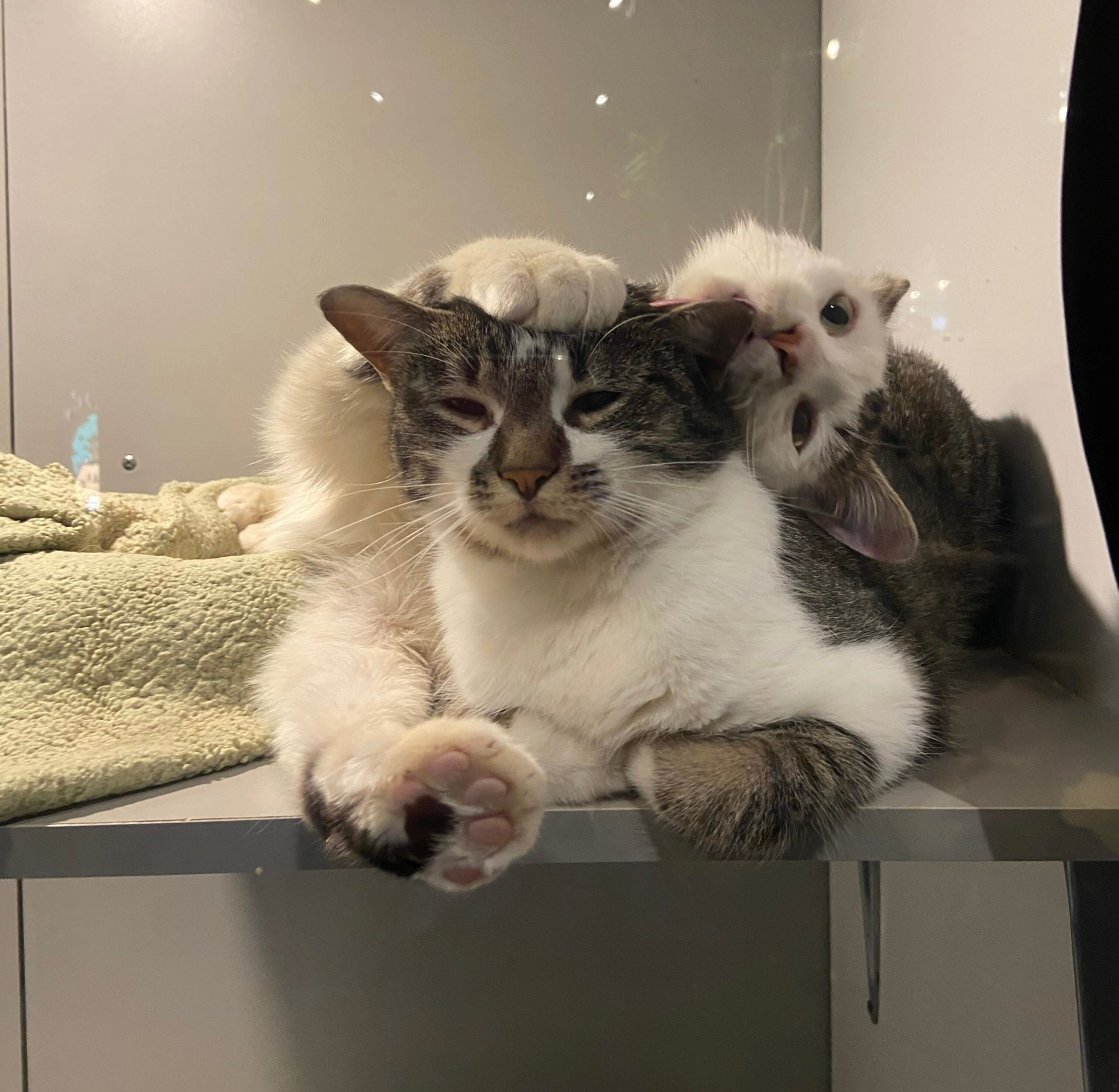 Bailey & Rex - Adopted