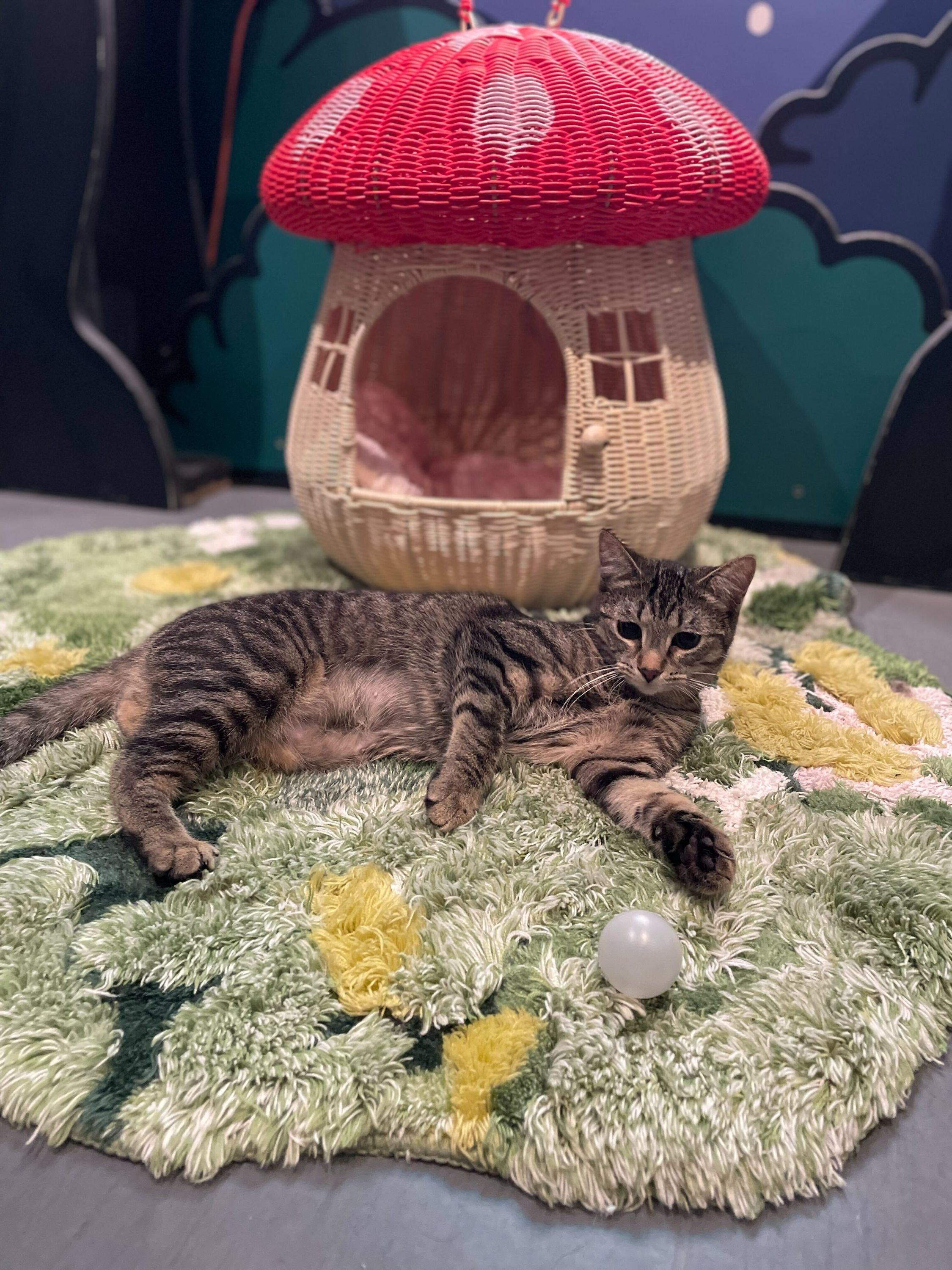 Kenga - Adopted