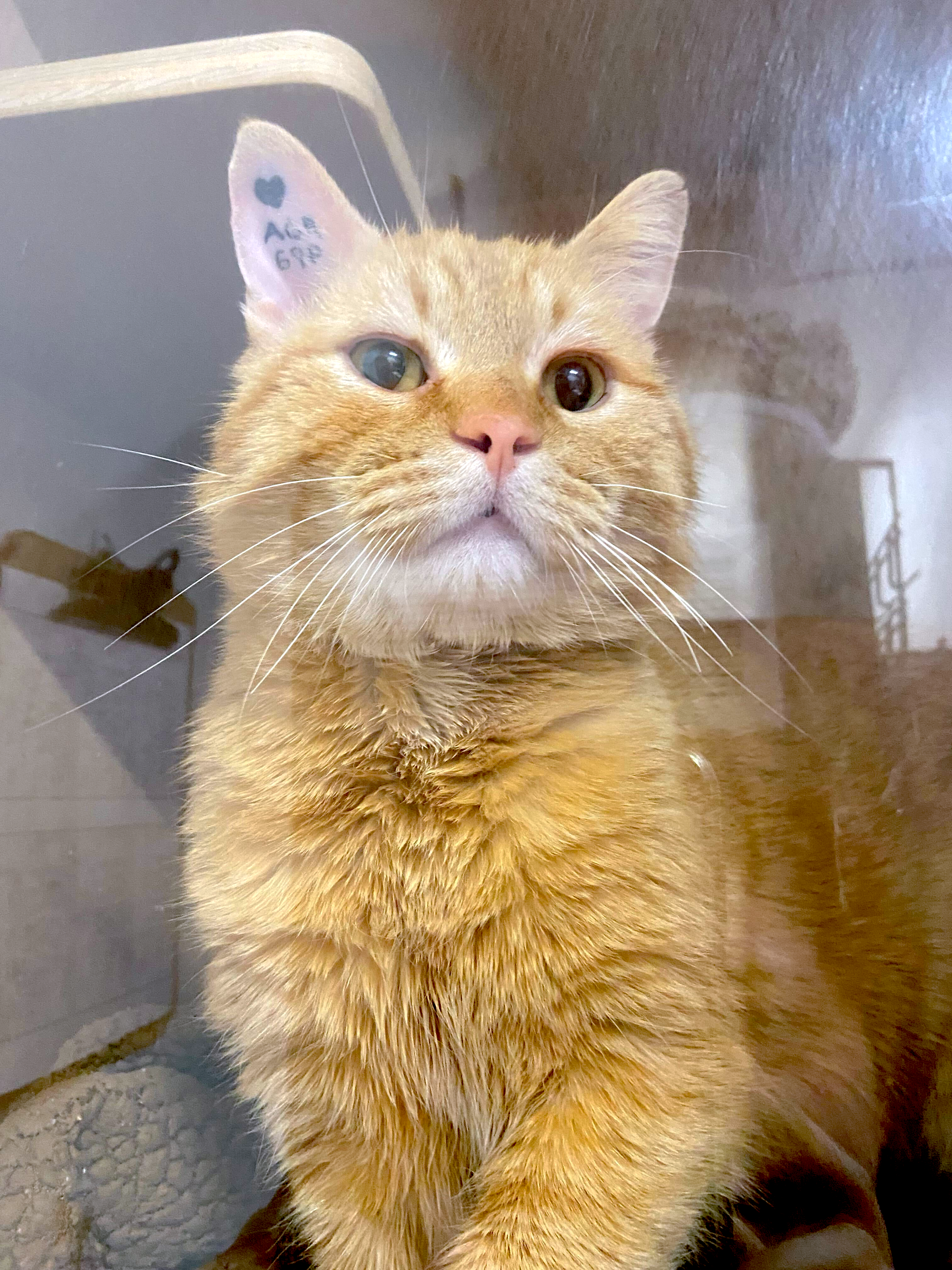 Chubbs - Adopted
