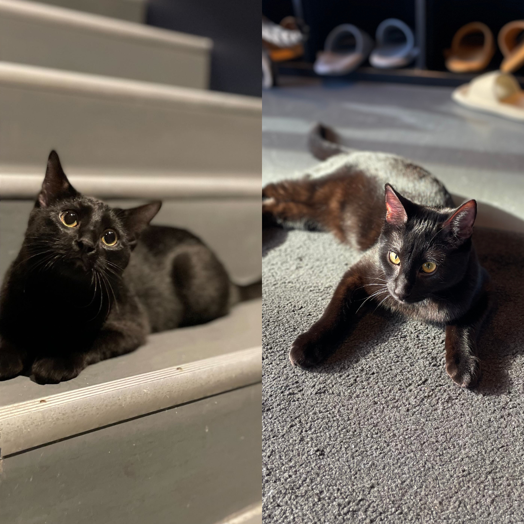 Benny & Cory - Adopted