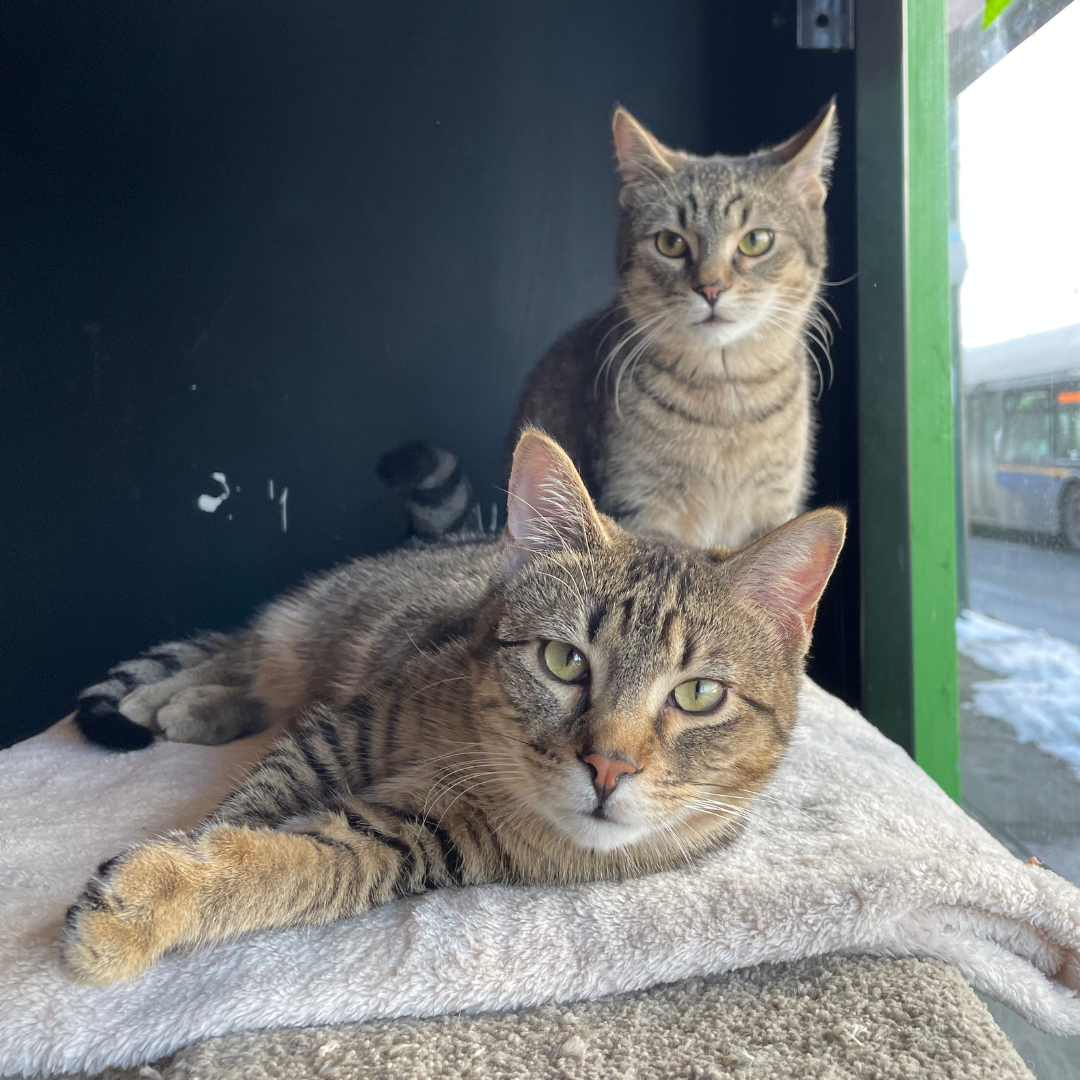 Scorpio & Macadoodle - Adopted