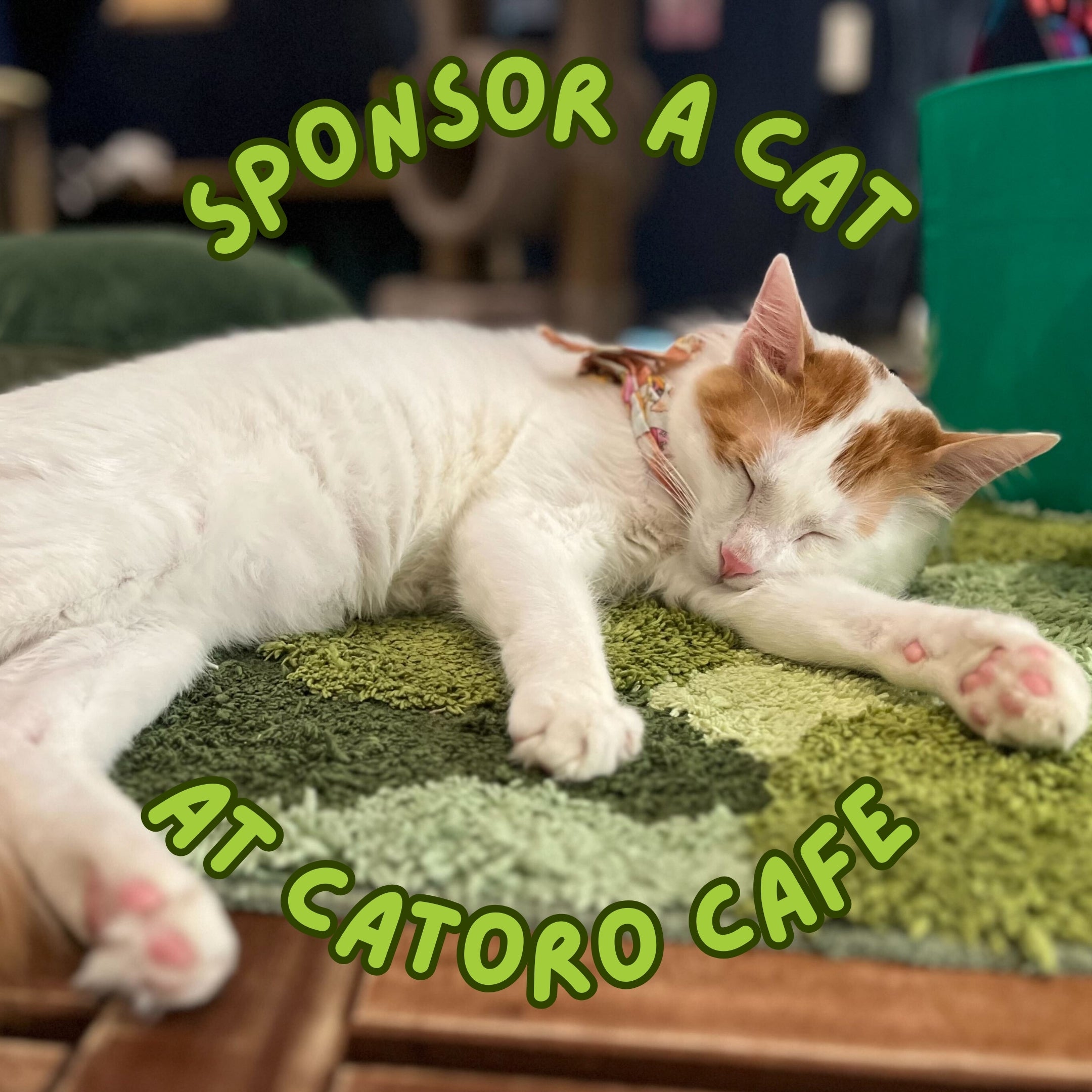 Catoro Sponsor Bundle – Catoro Pets - Main Image