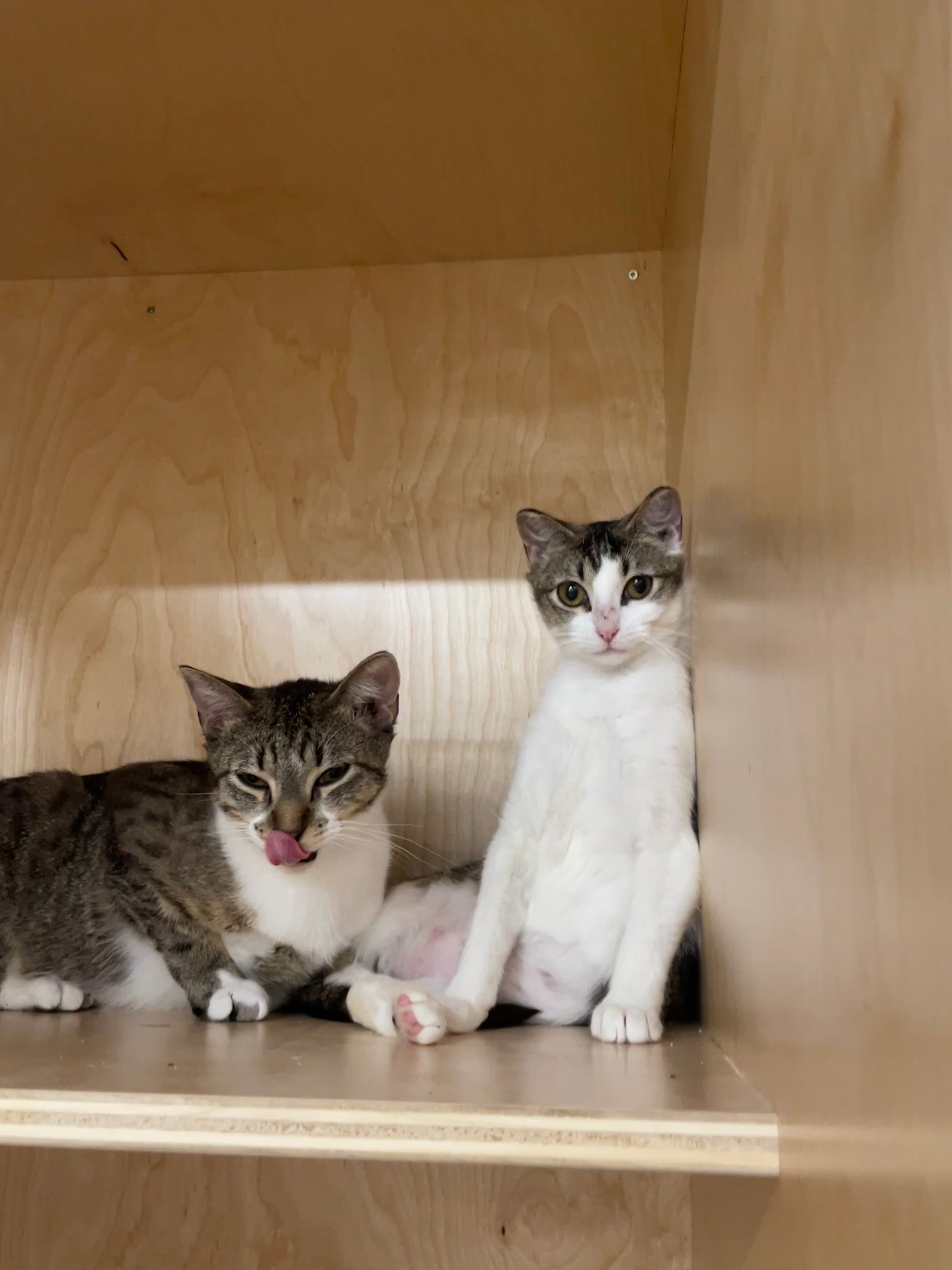 Melody&Moby|ADOPTED