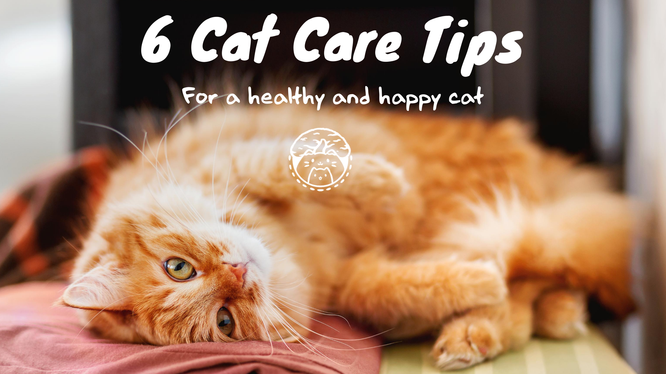 6 cat care tips title image