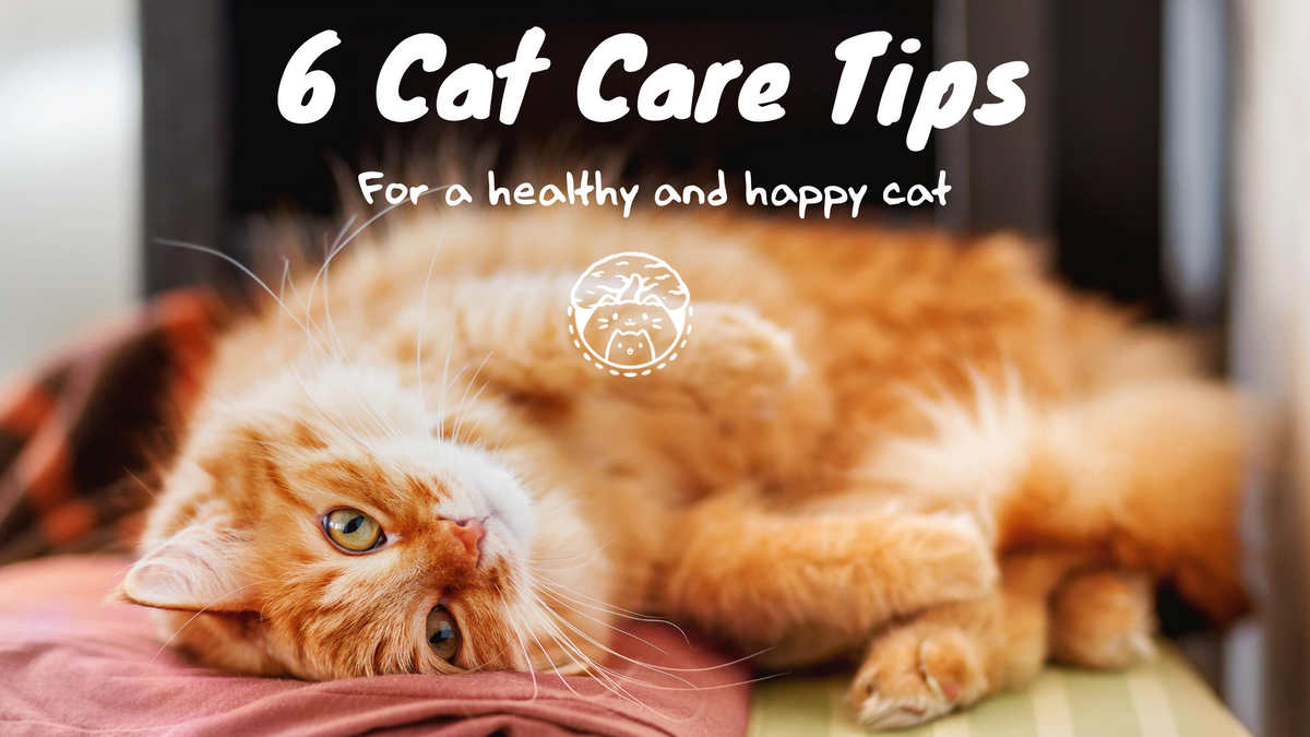 Our Top 6 Cat Care Tips