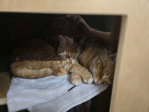 Cheddar & Sesame - ADOPTED