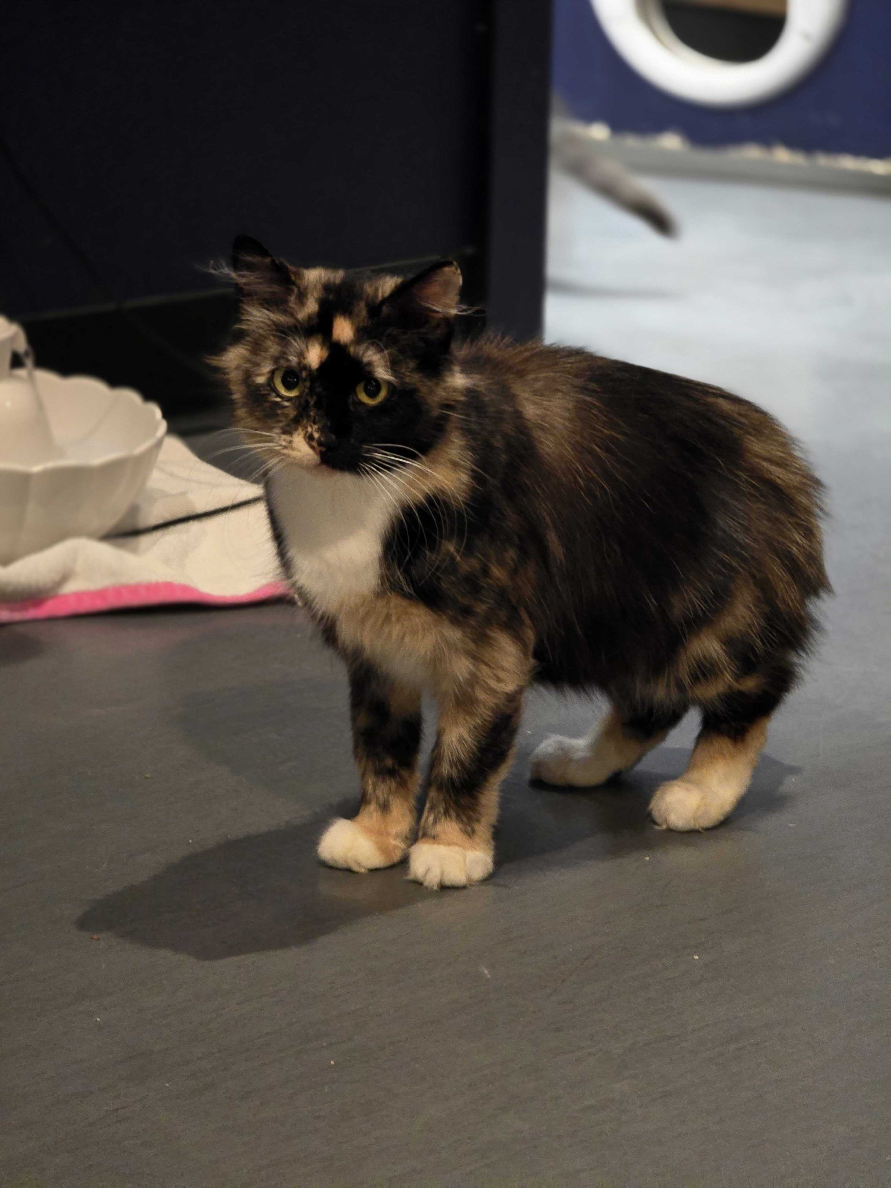Daisy - Adopted