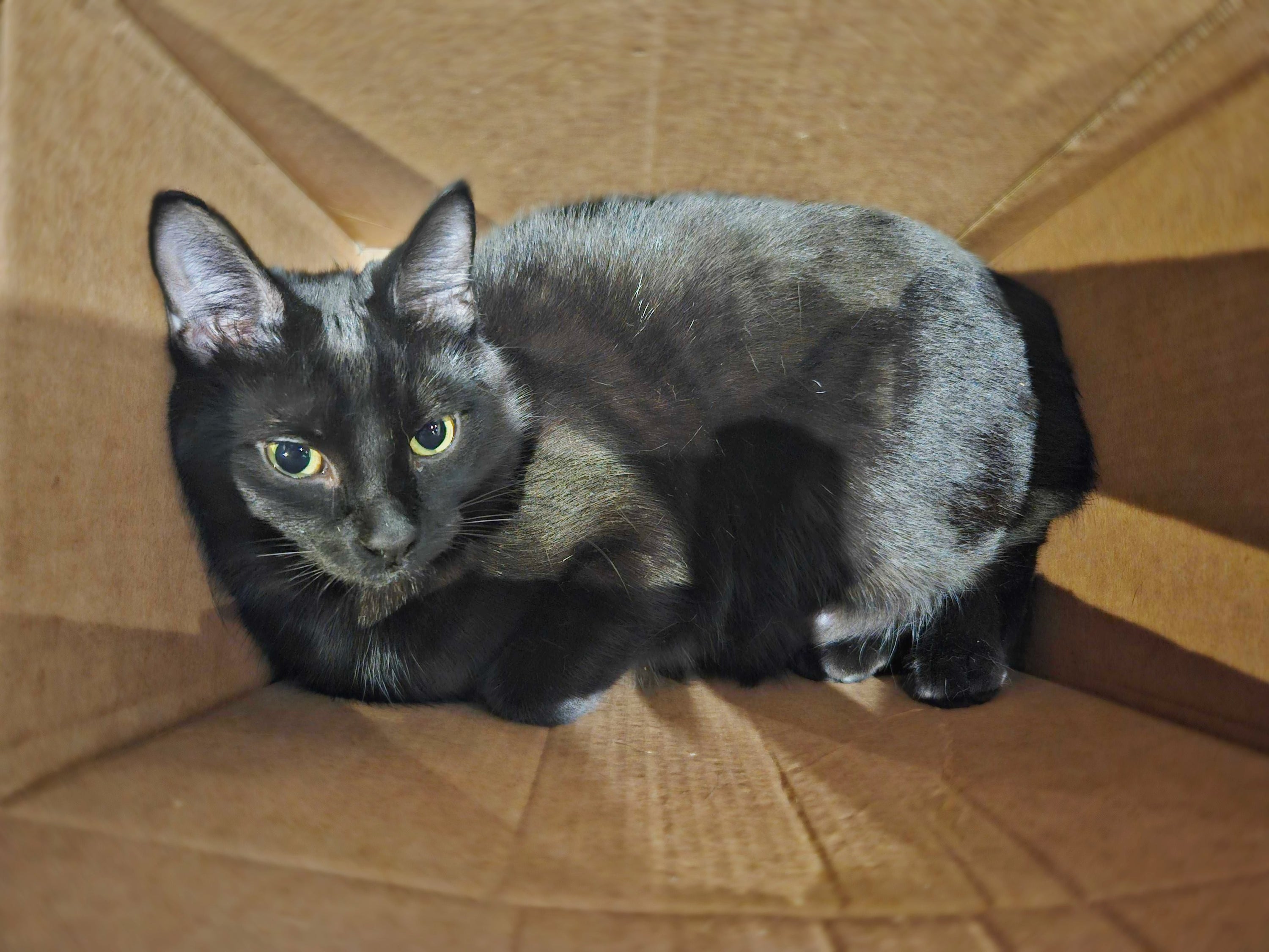 Onyx