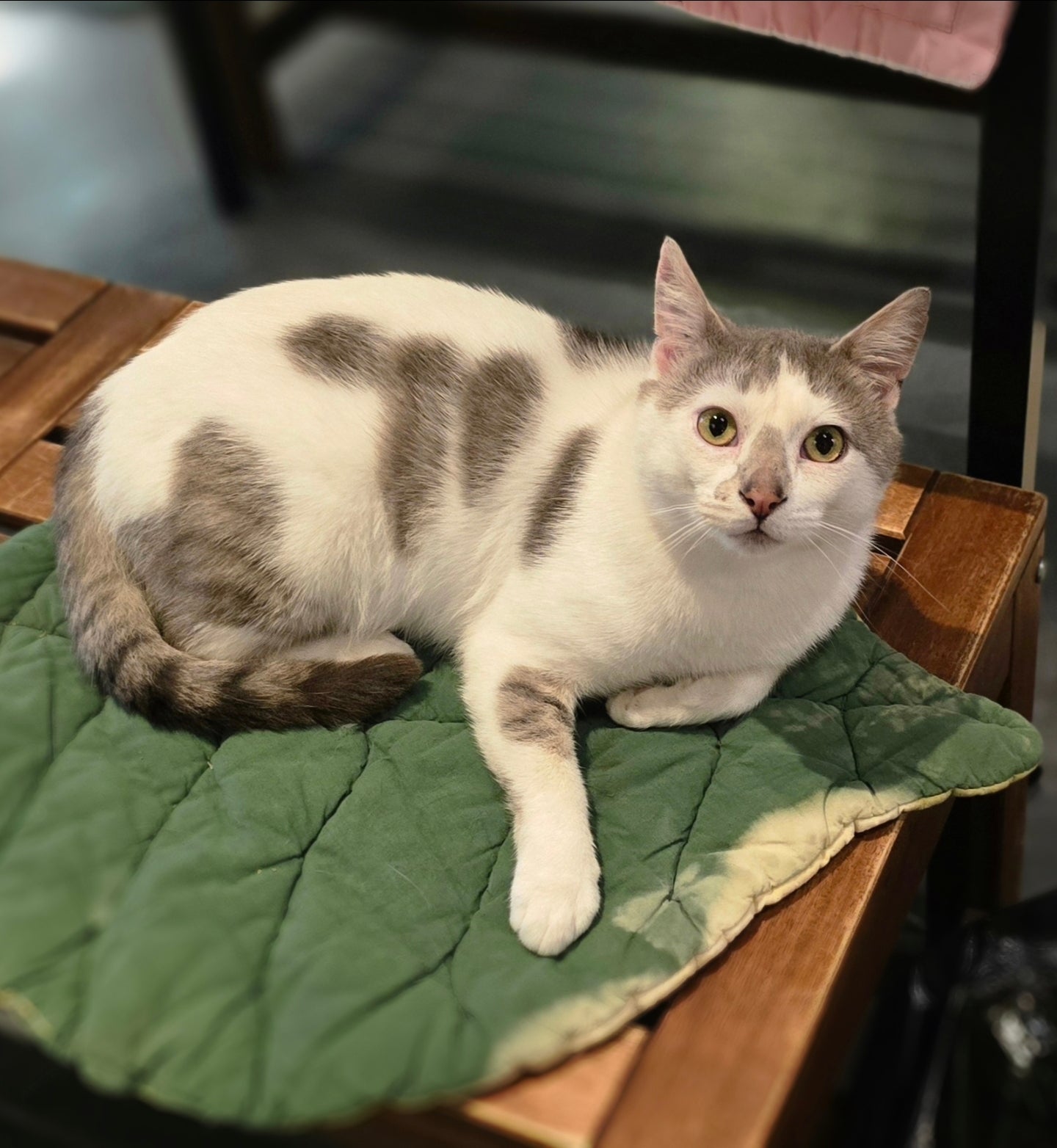 Ferdinand - ADOPTED