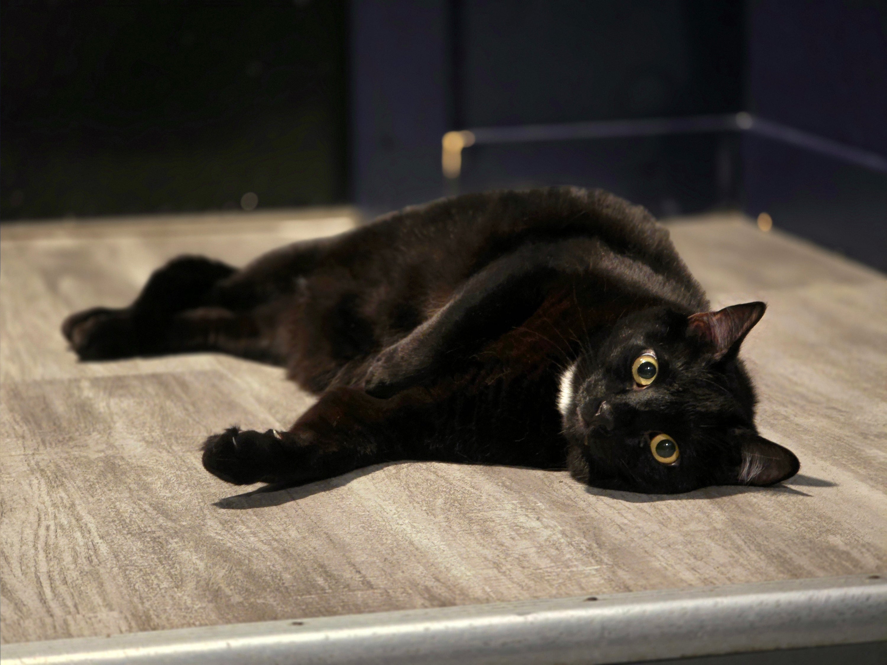 Hackman - Adopted