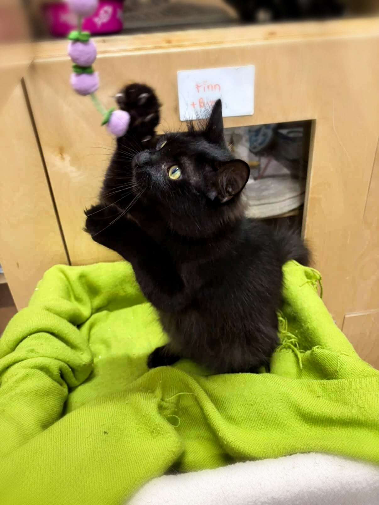 Coco