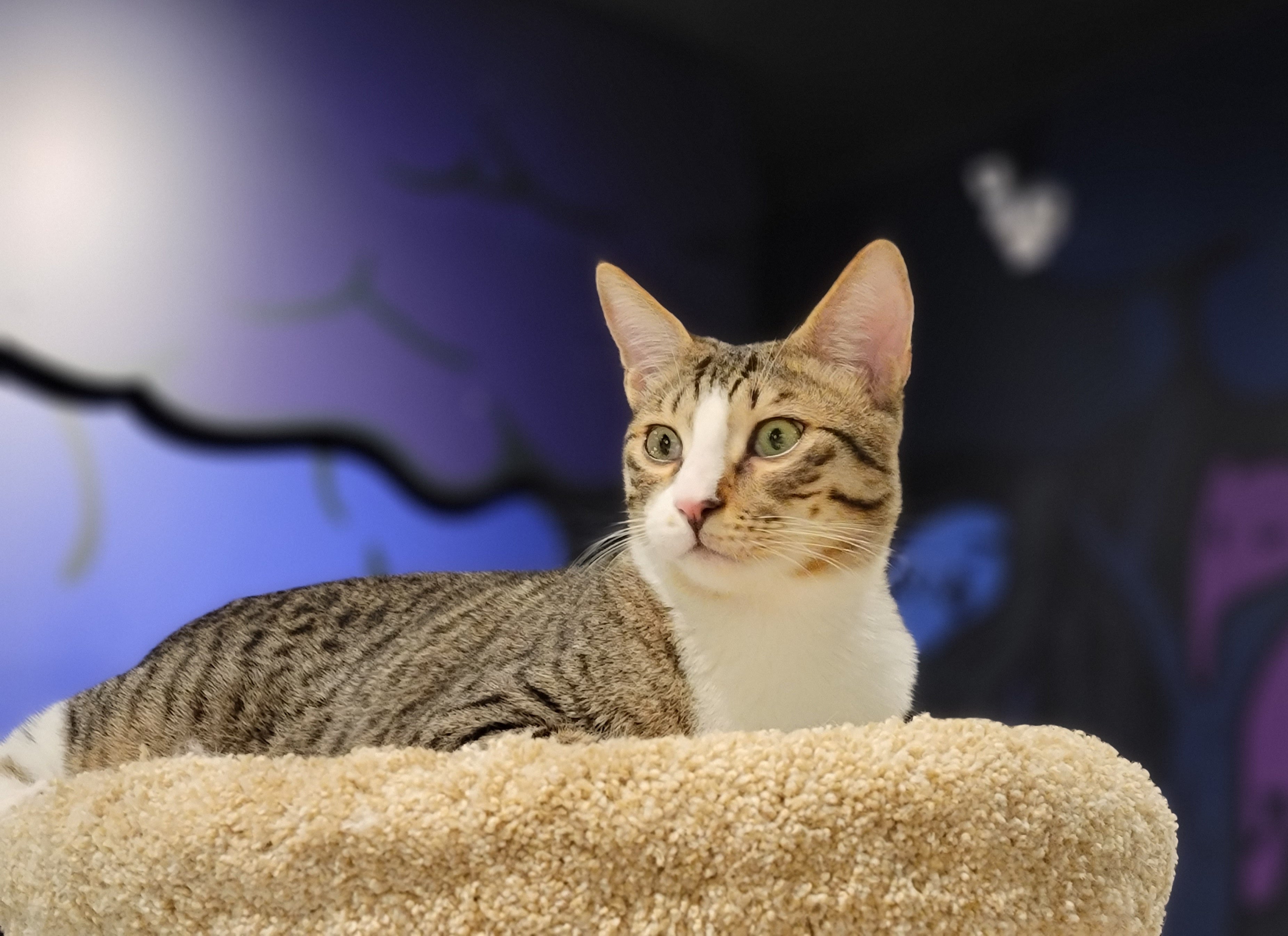 Rex Cator Rex – Catoro Pets
