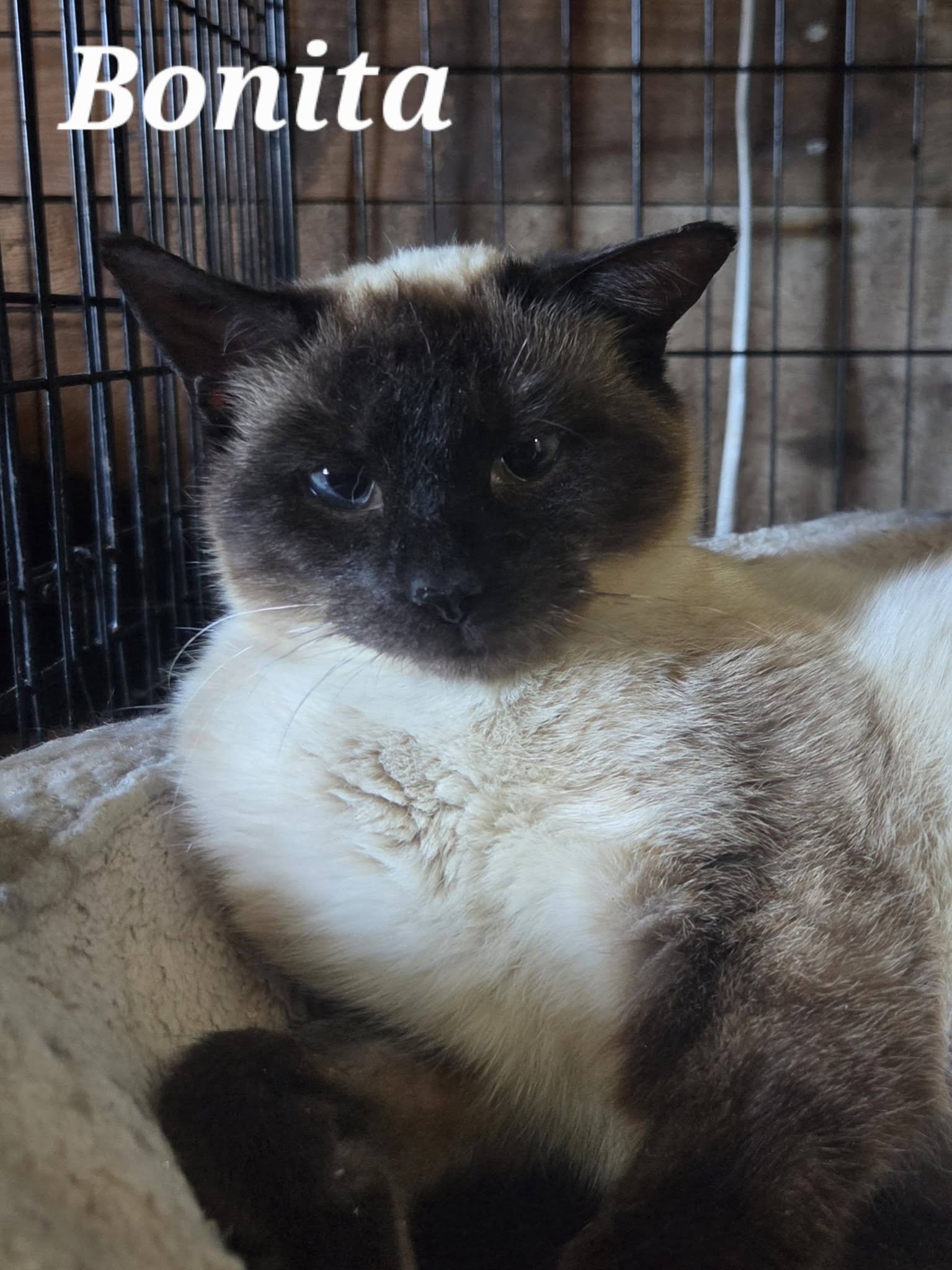Bonita - Pending Adoption