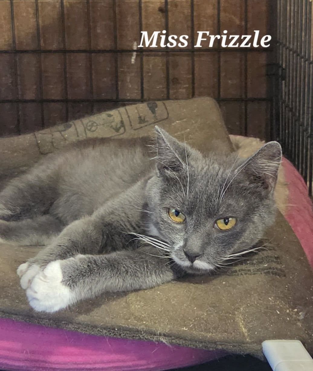 Ms. Frizzle - Adopted
