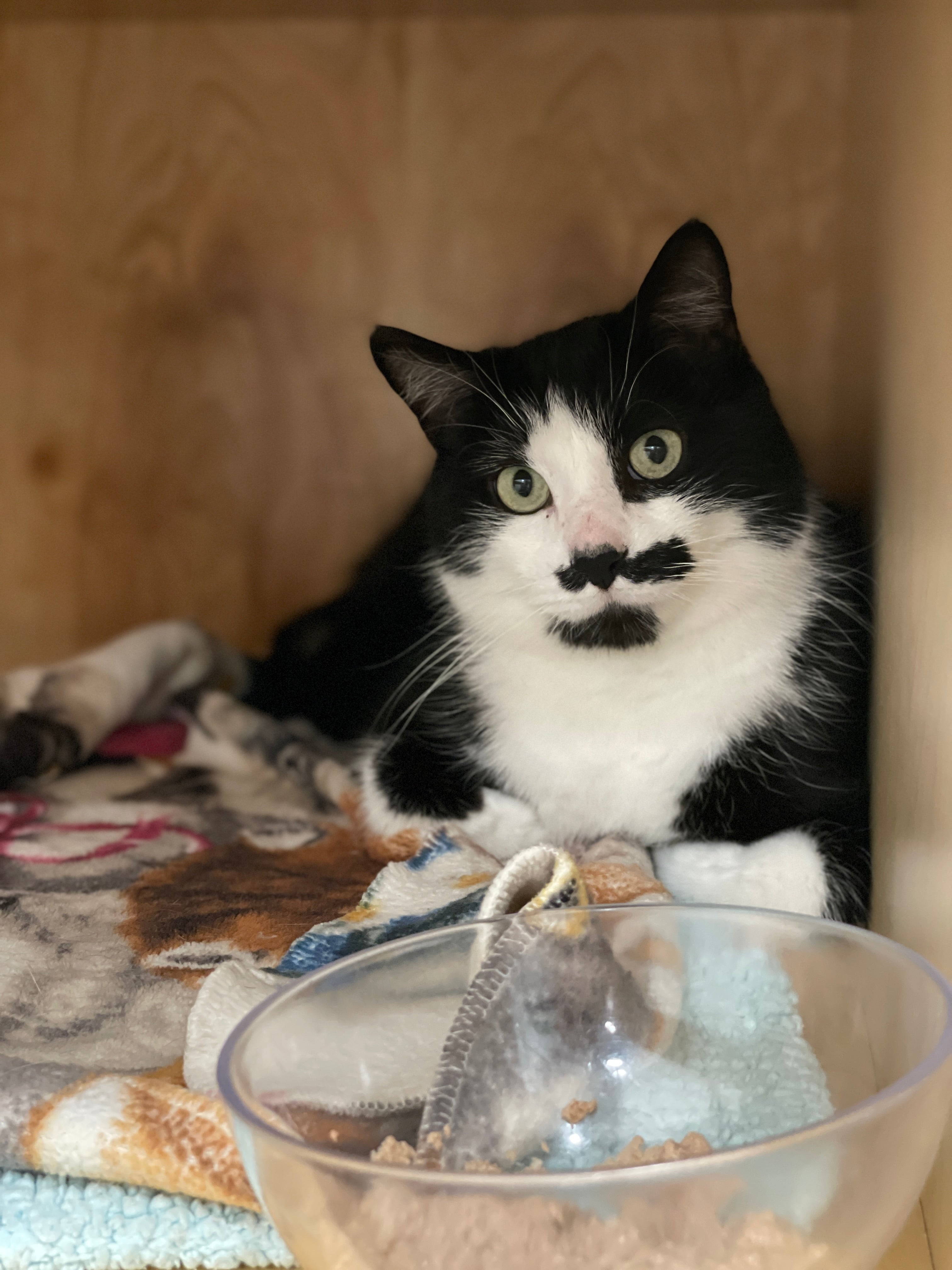 MUSTACHIO| ADOPTED