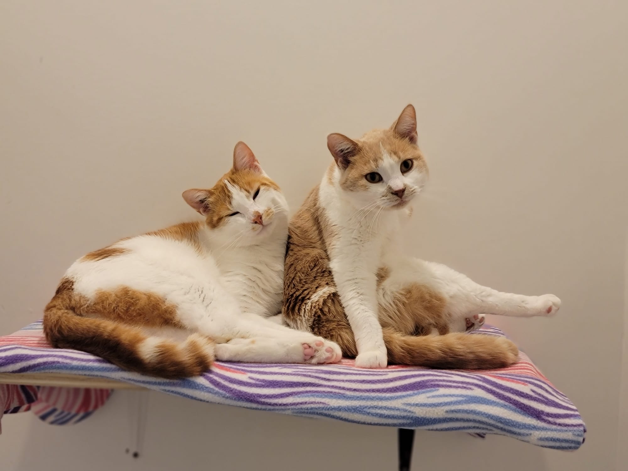 Mac (on the right)|ADOPTED