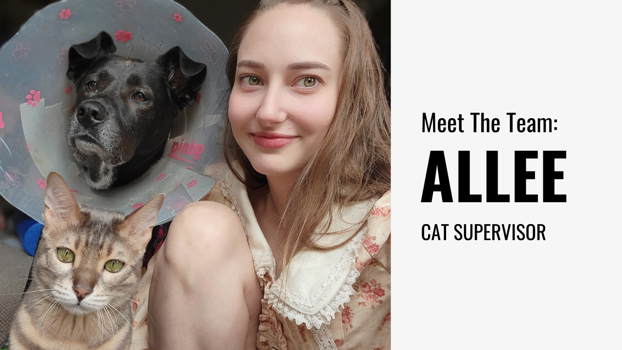 Allee: My experience working at Catoro | Meet the team