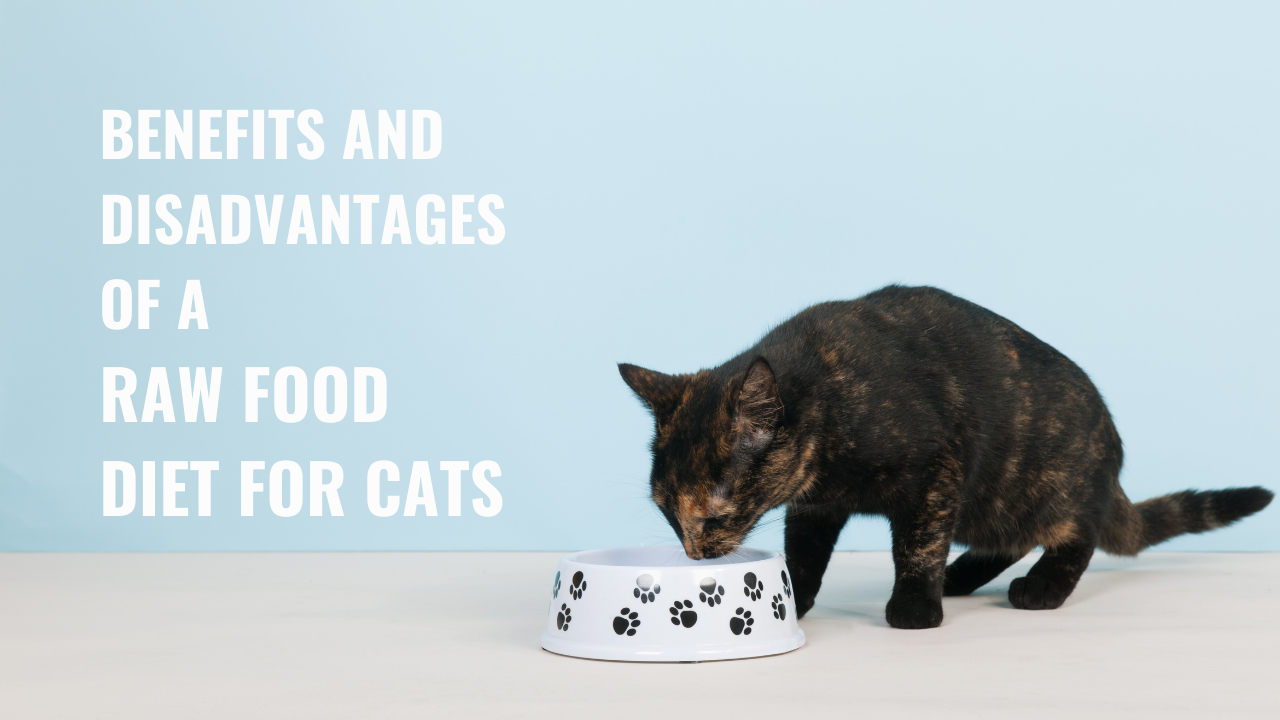 Your Guide to a Raw Food Diet for Cats