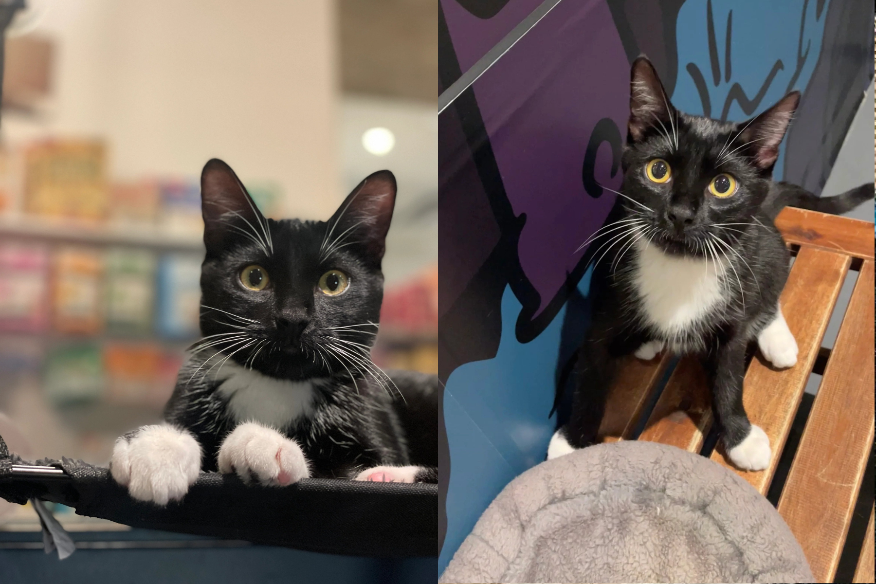 Buzz & Oliver- ADOPTED