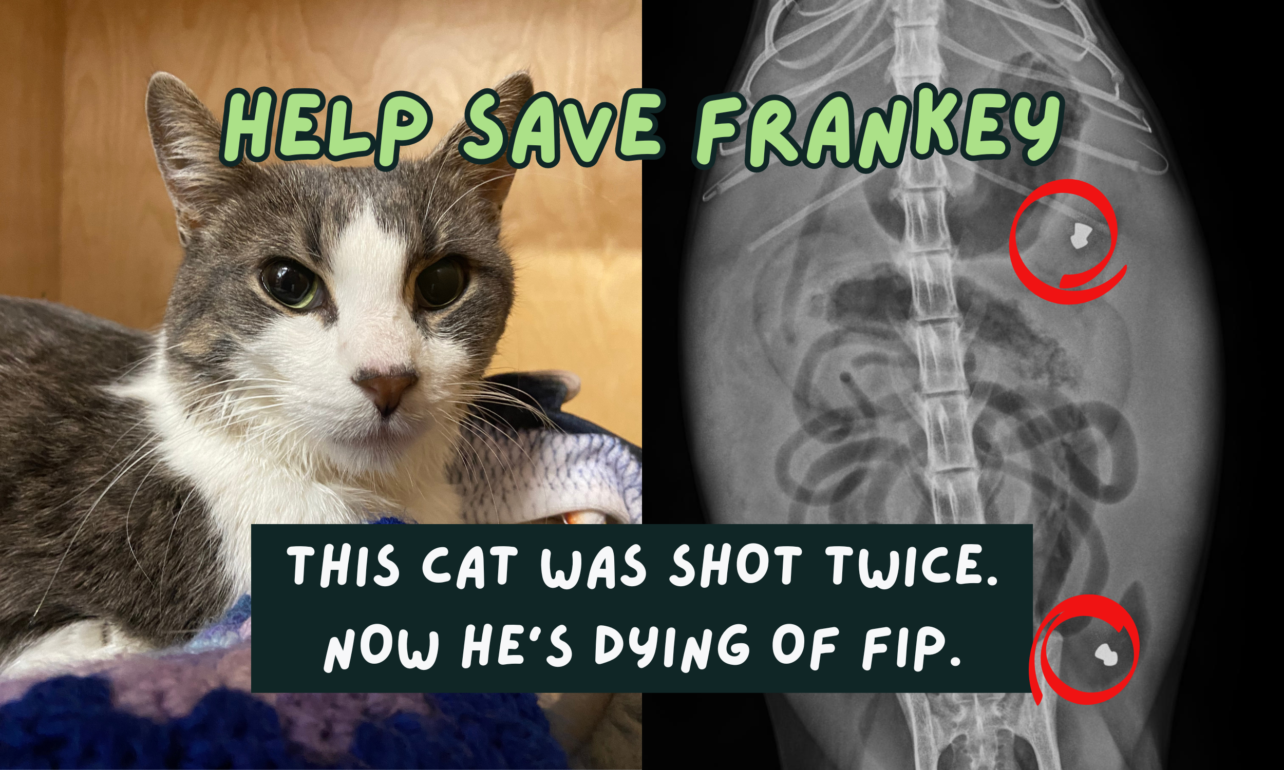 Frankey was shot twice and survived. But now he needs your help.