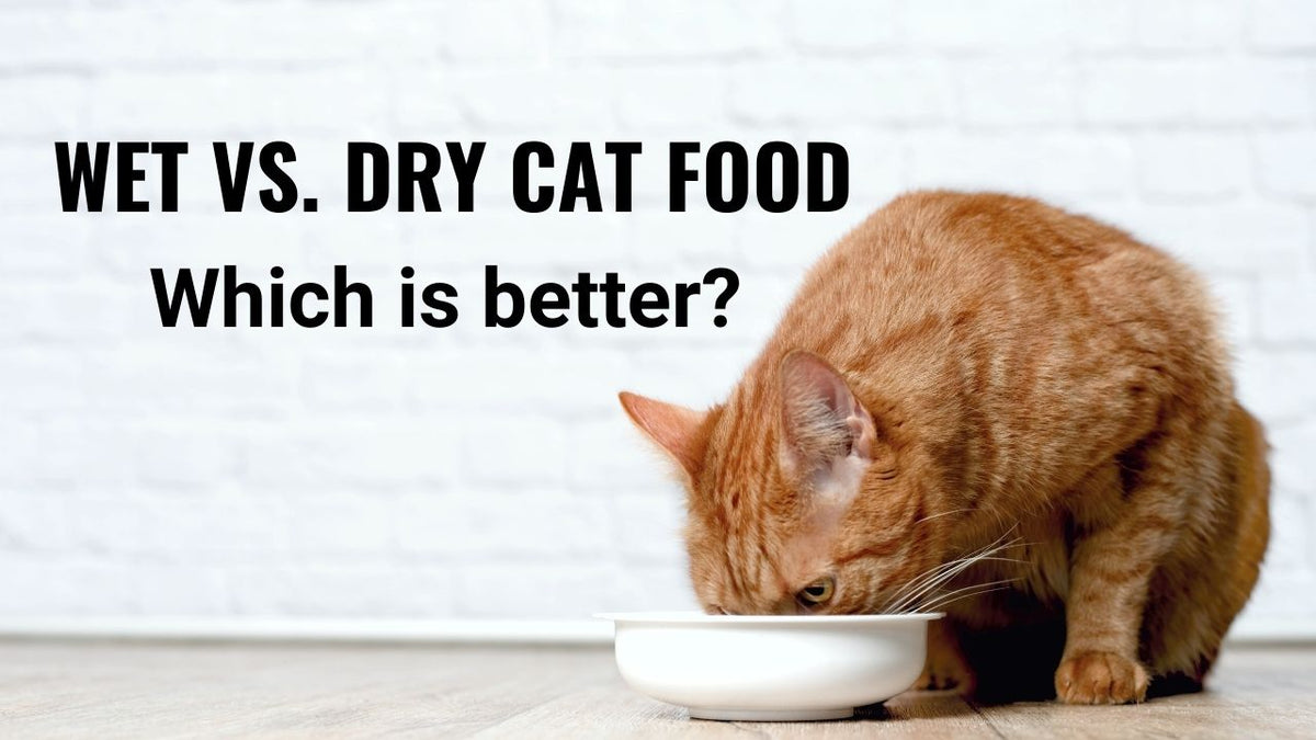 Wet Vs Dry Cat Food Which Is Better