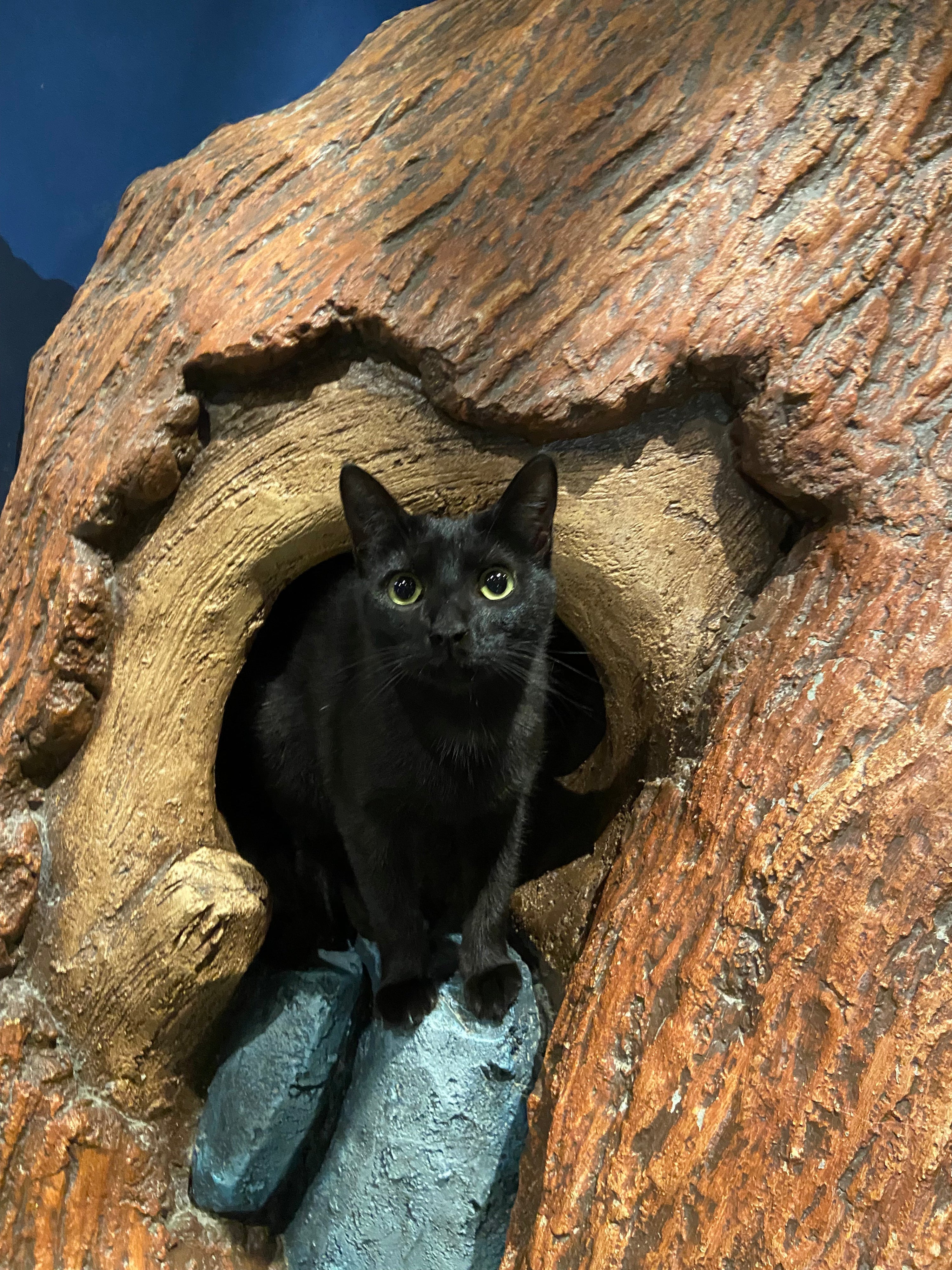 Iris - Pending Adoption