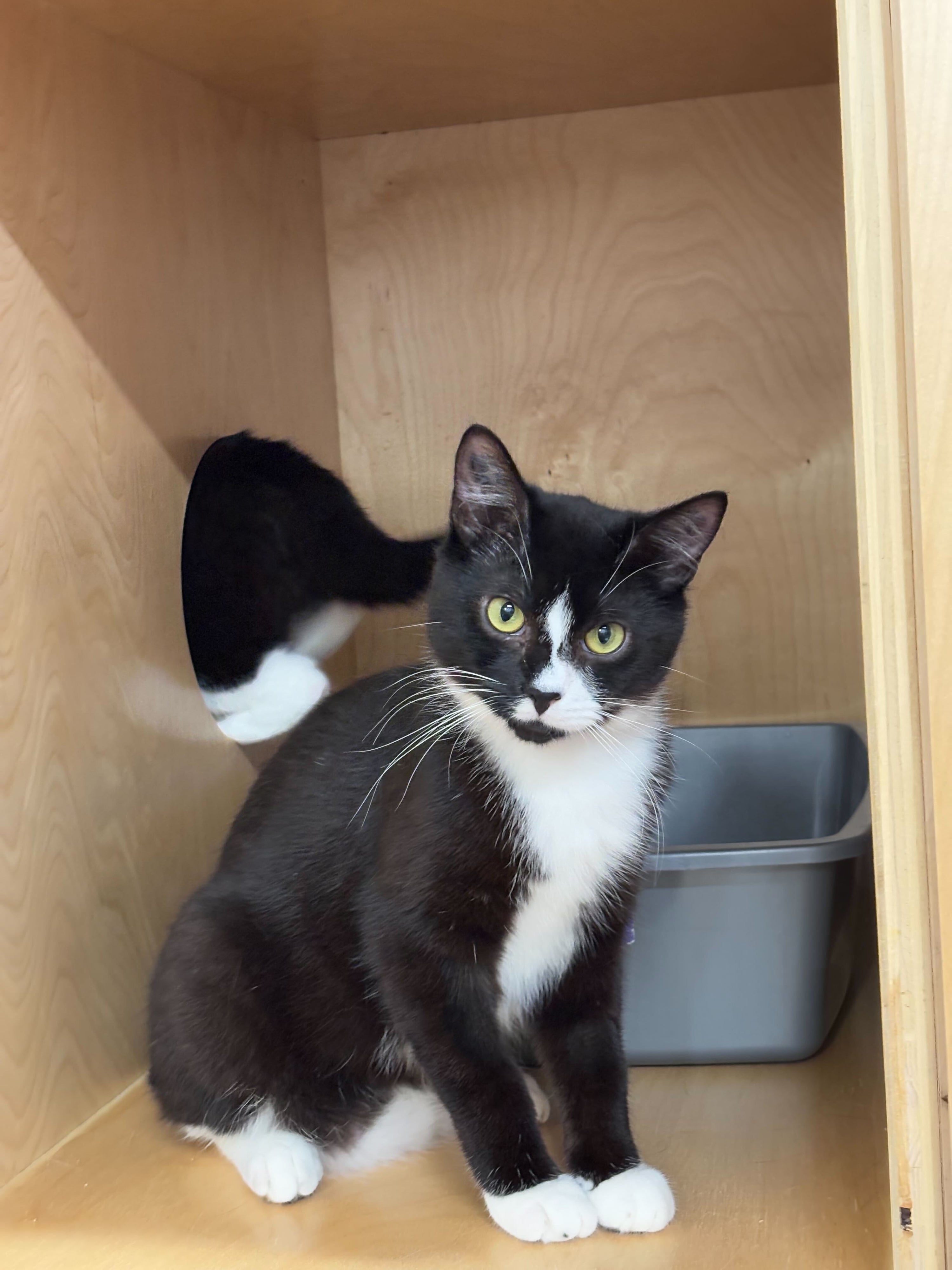 Filbert - Adopted