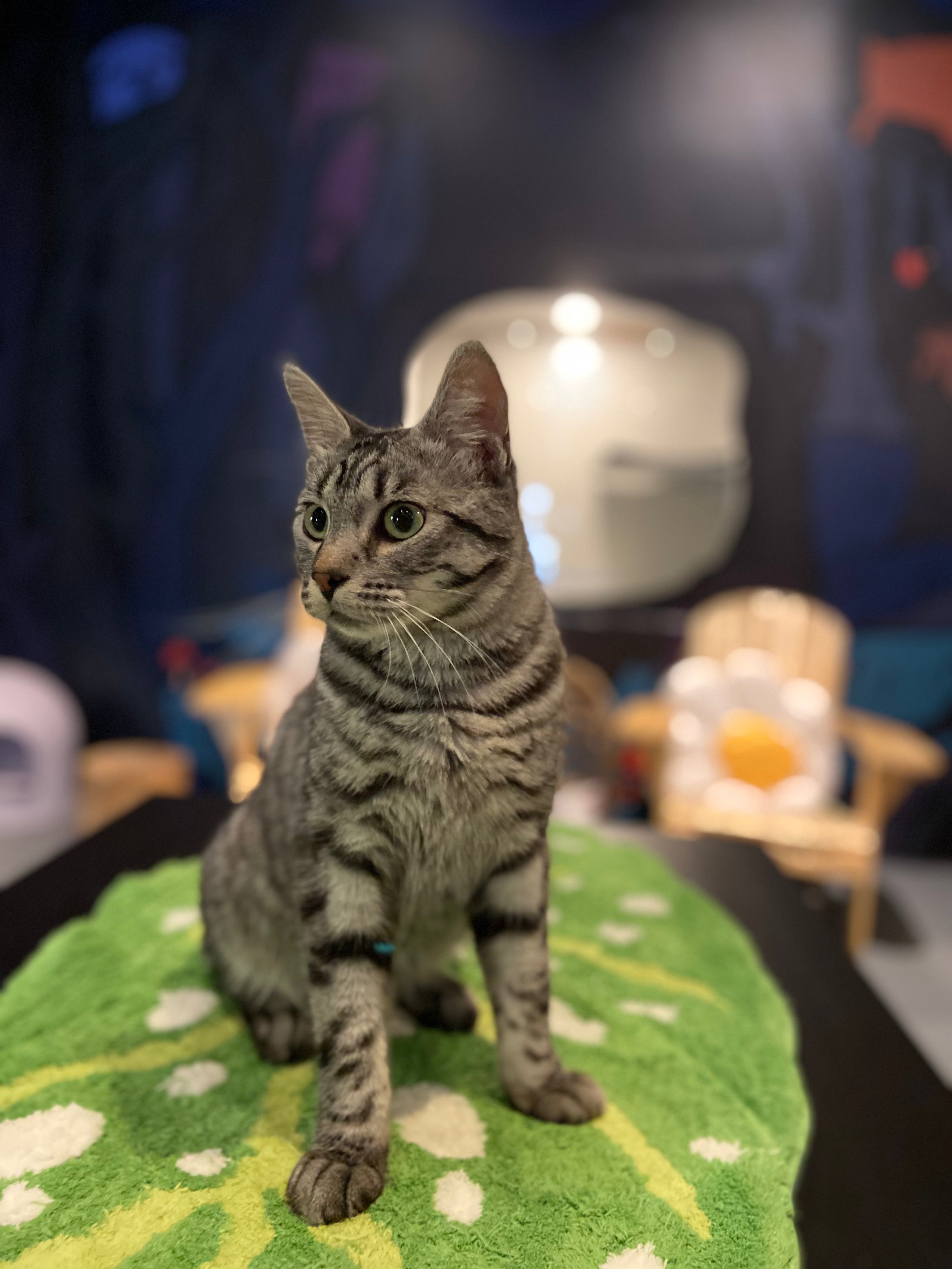 Stuart - Adopted