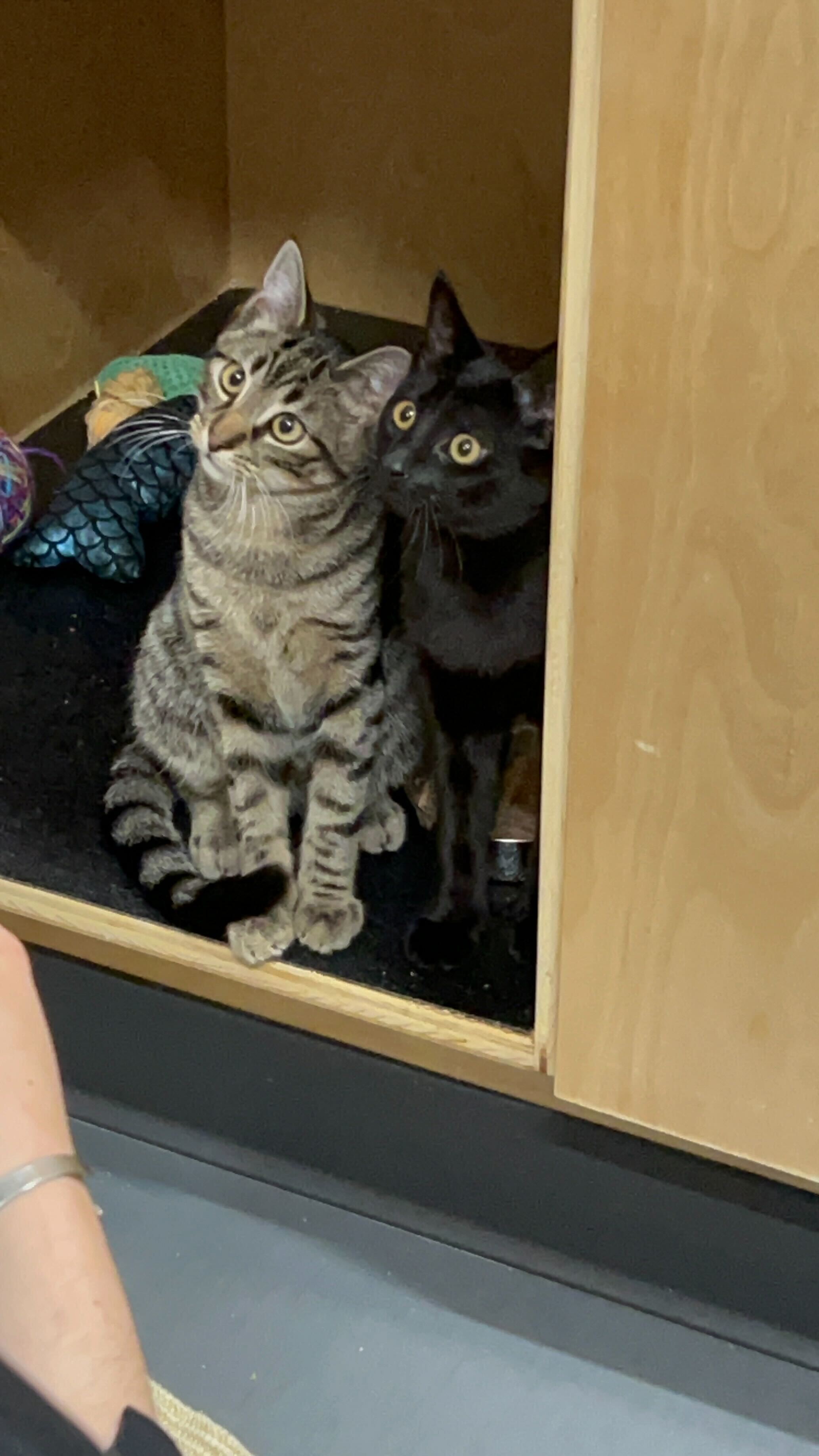 Zayne & Xavier