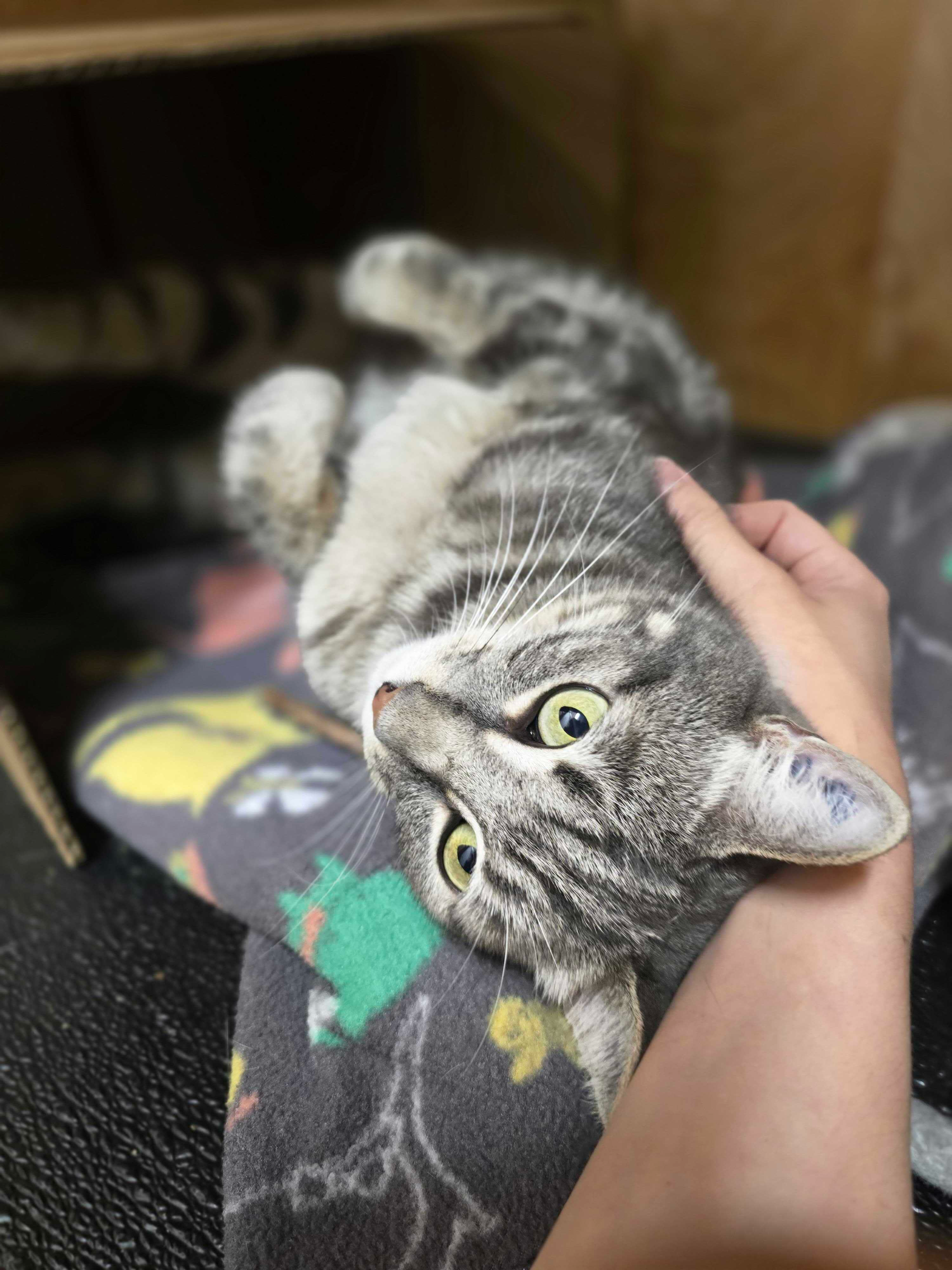 Brutus