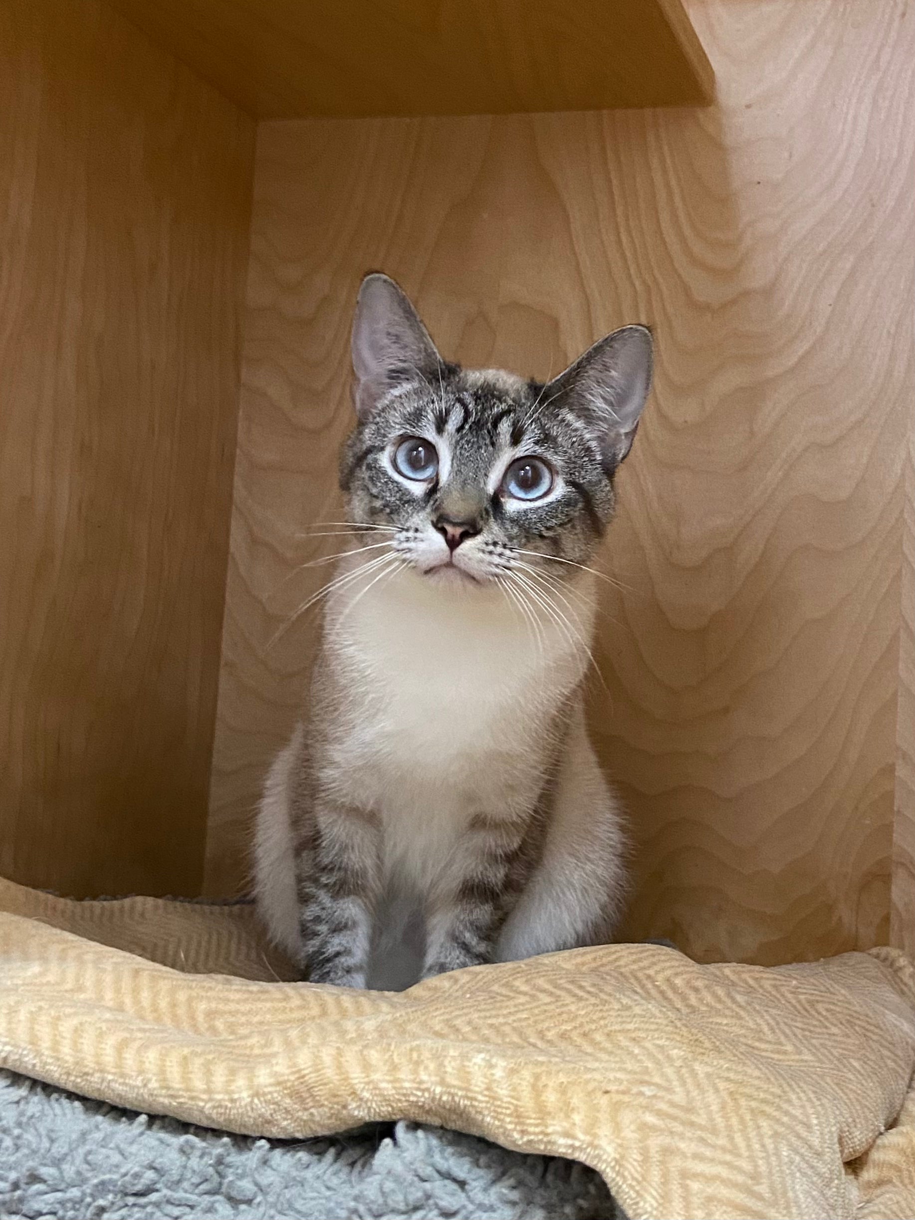 Star - Pending Adoption