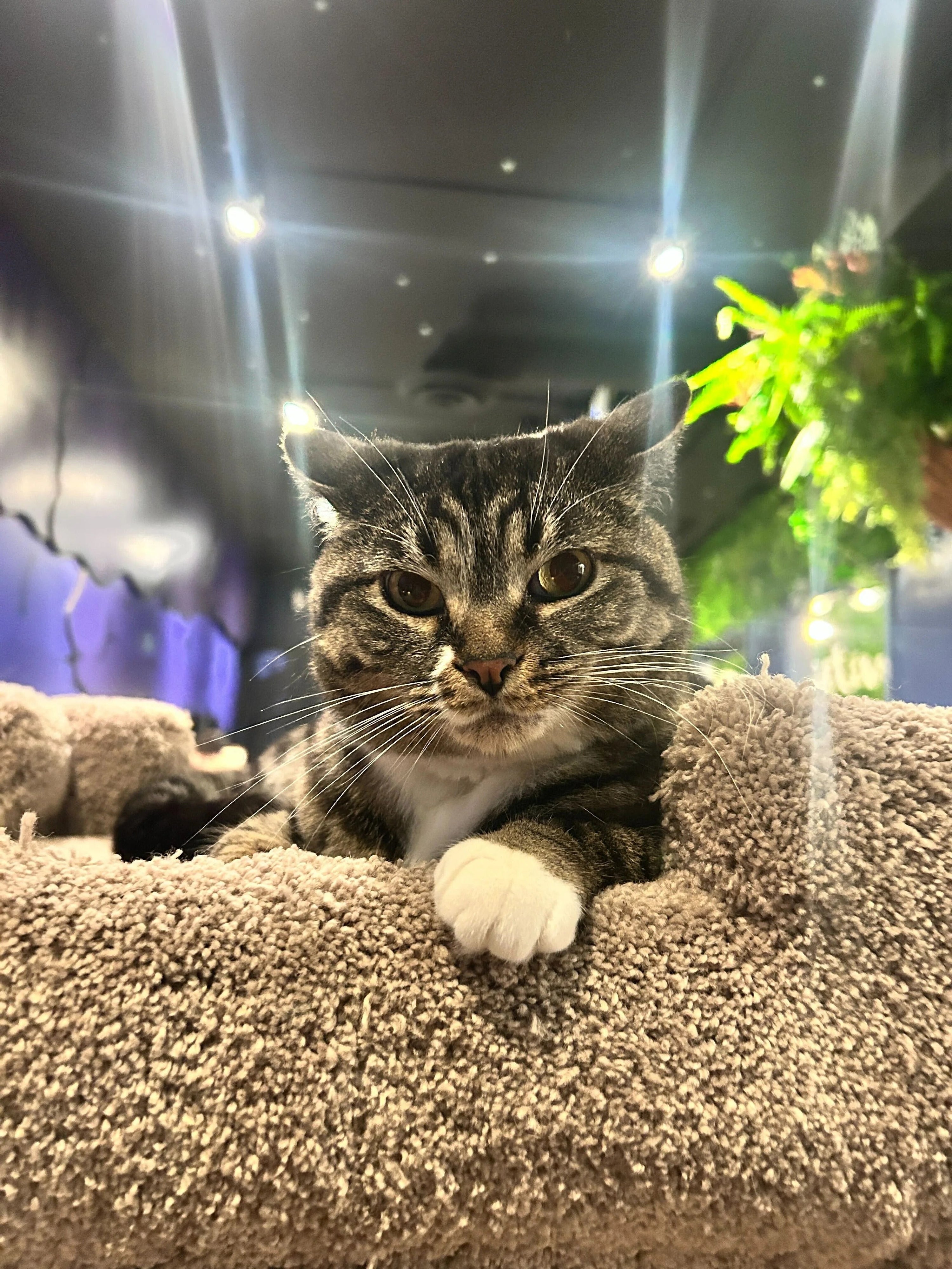 Peppa - Adopted