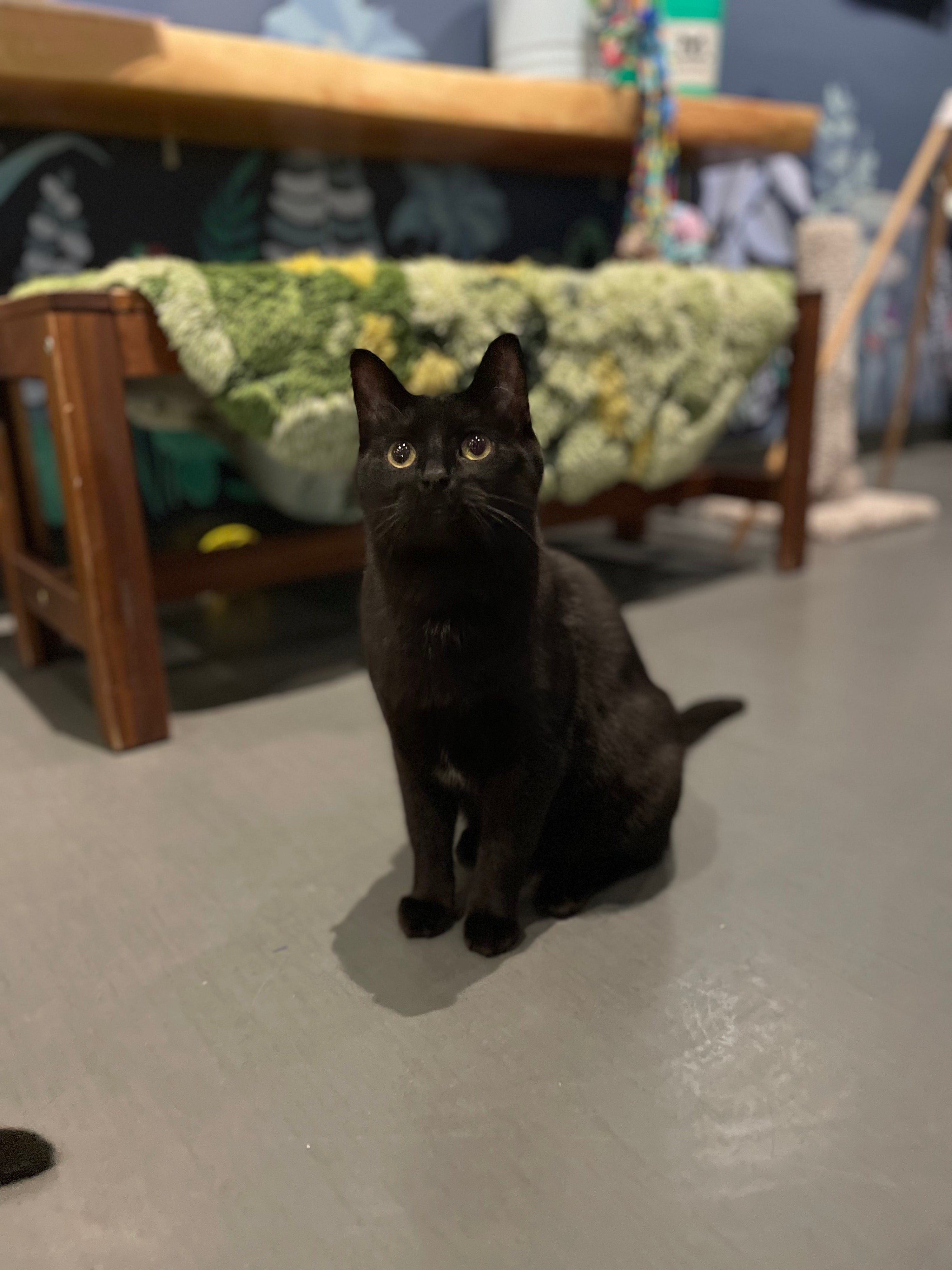 Mr. Midnight - Adopted