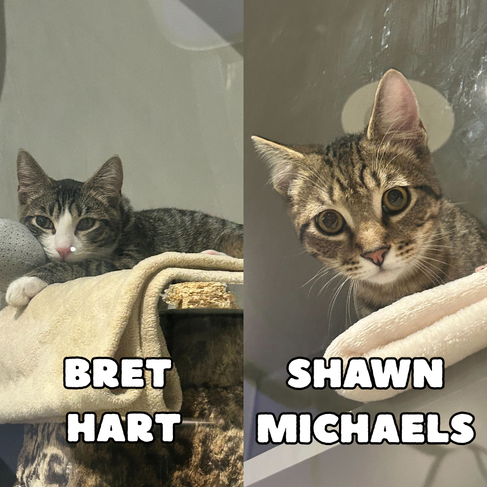 Bret "The Hitman" Hart & Shawn "Heartbreak Kid" Michaels