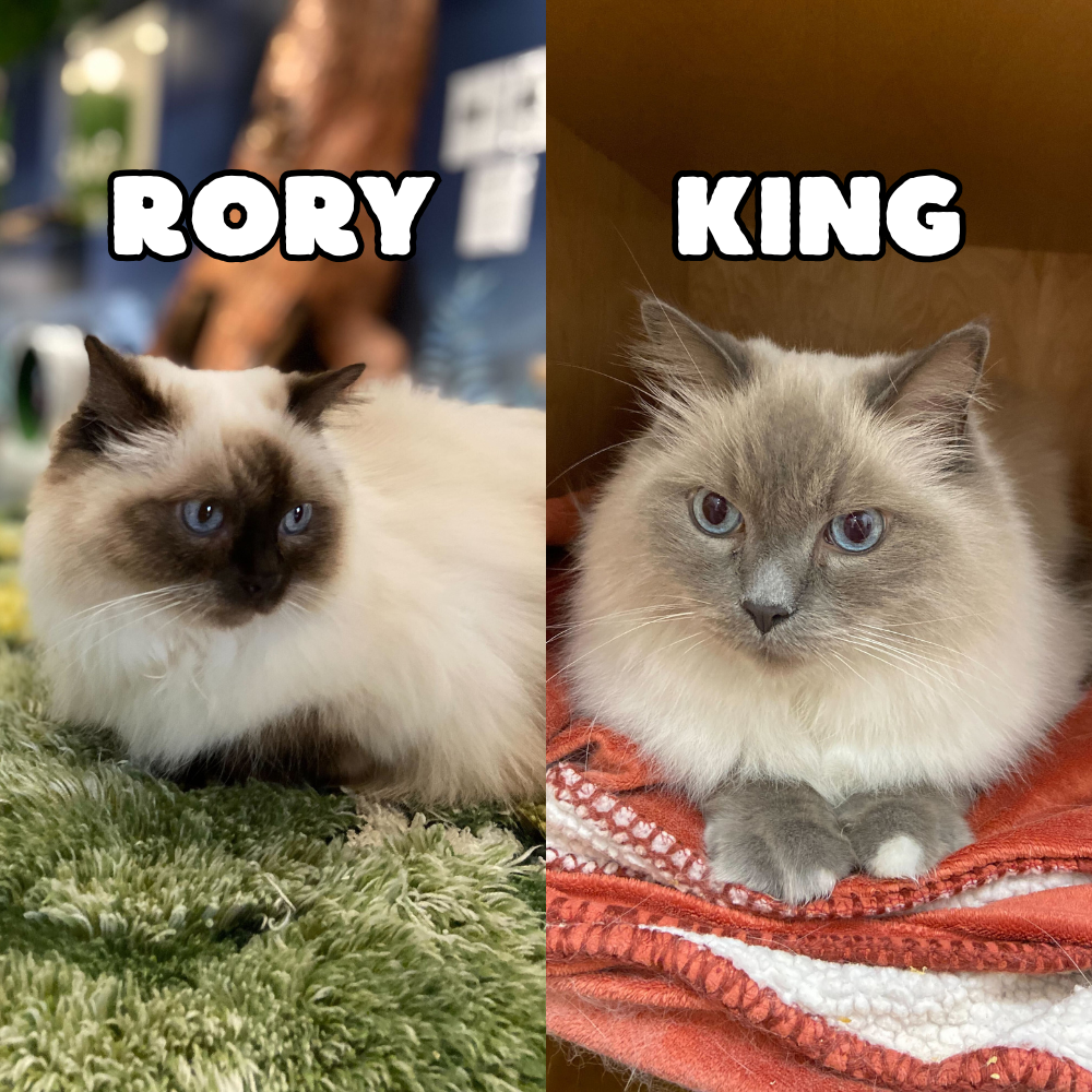 Rory & King