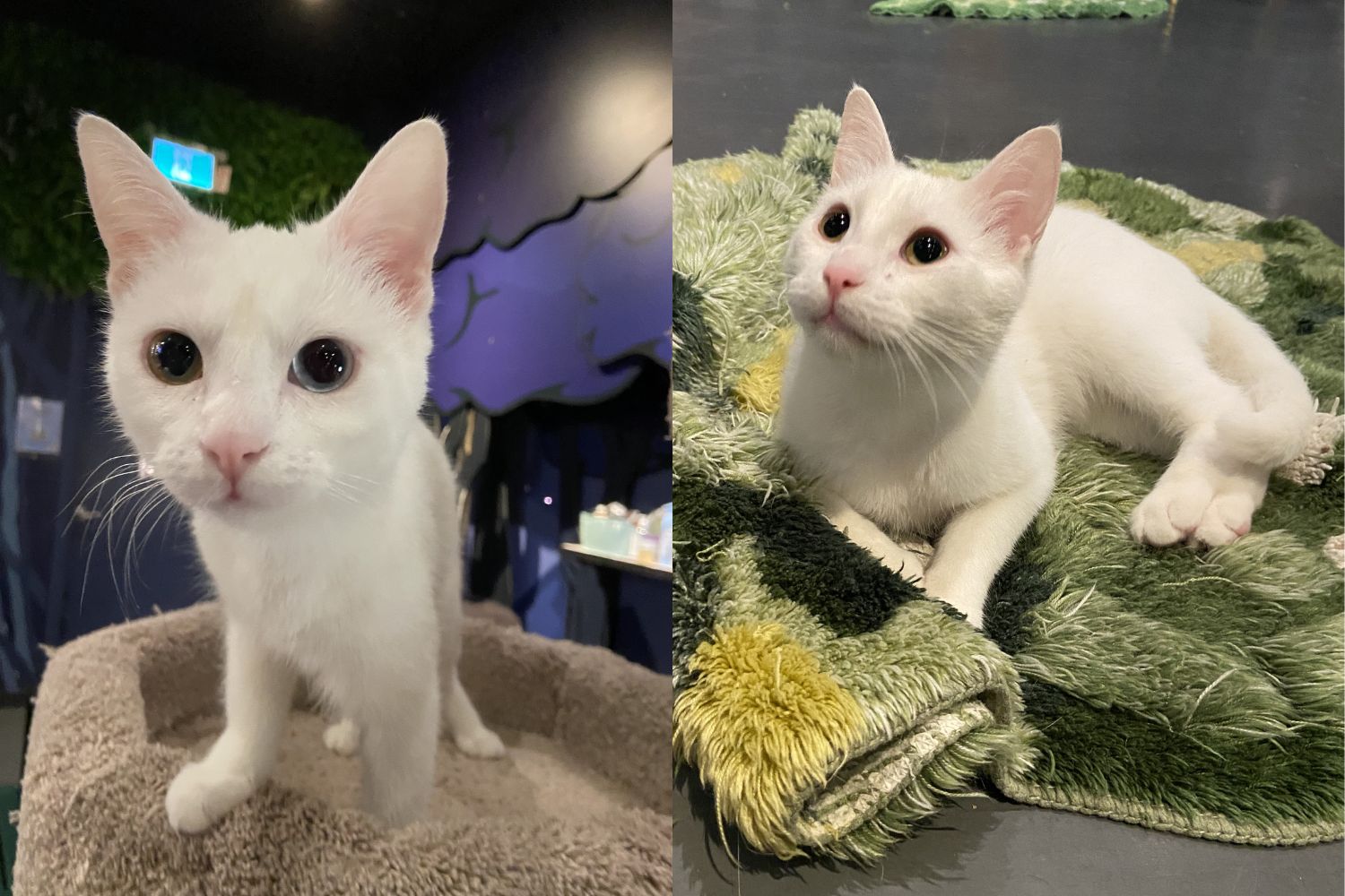 Bonbon & Long John - Adopted