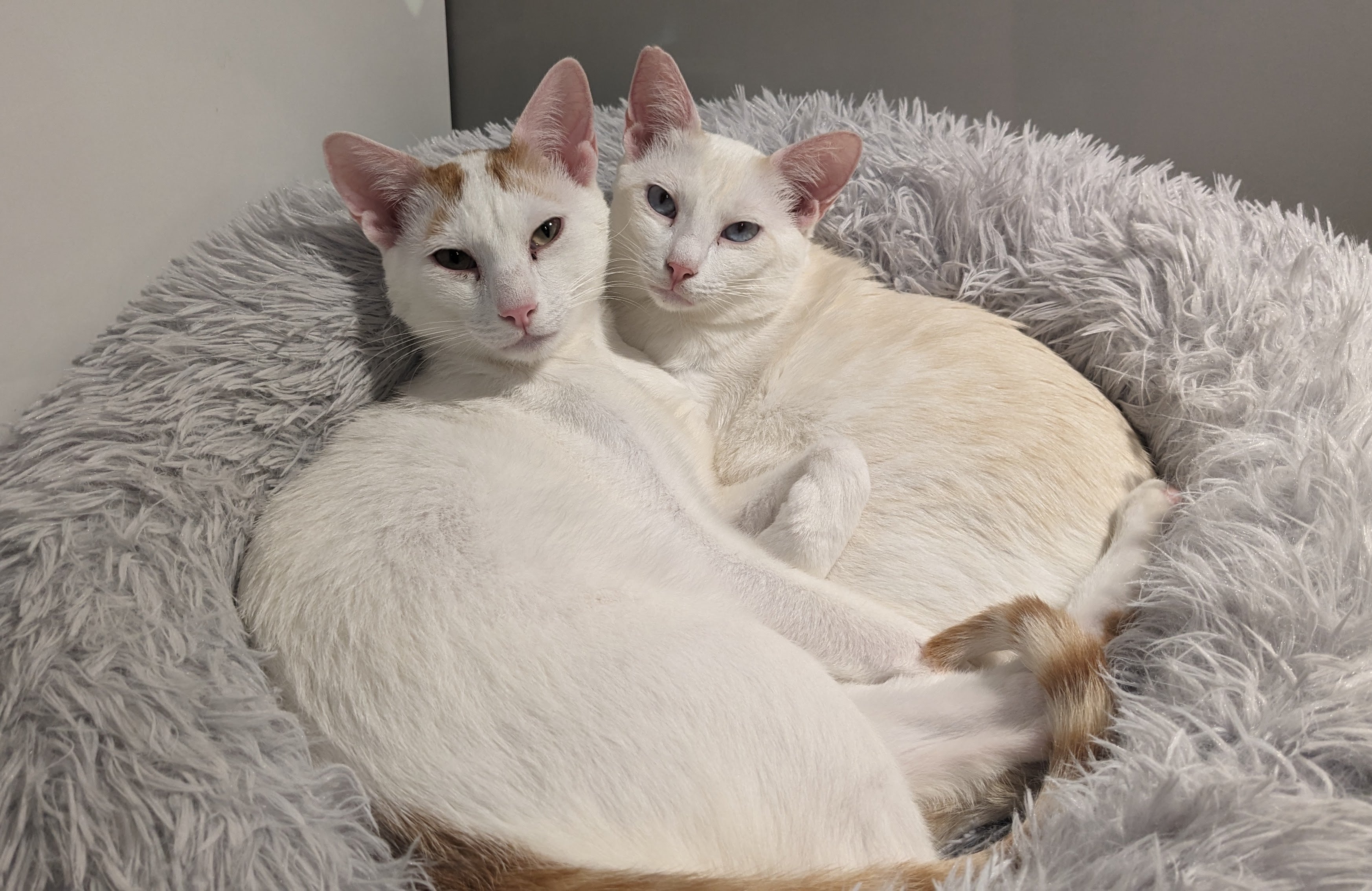 Ariel & Woody- ADOPTED