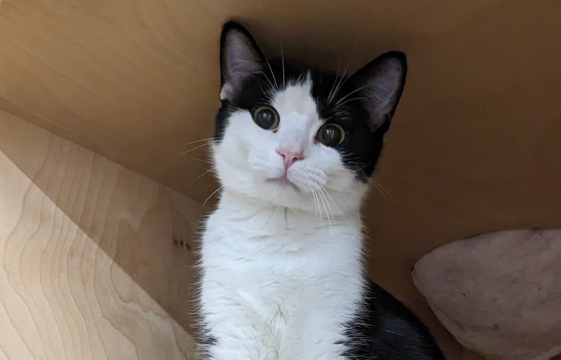 Mr. Meow | ADOPTED