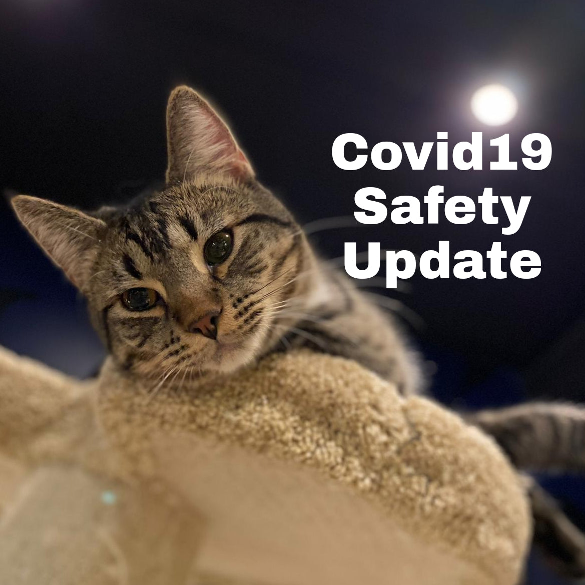 Covid19 Safety Update (November 8th 2020)