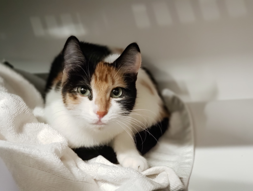 Patches (Adopted)