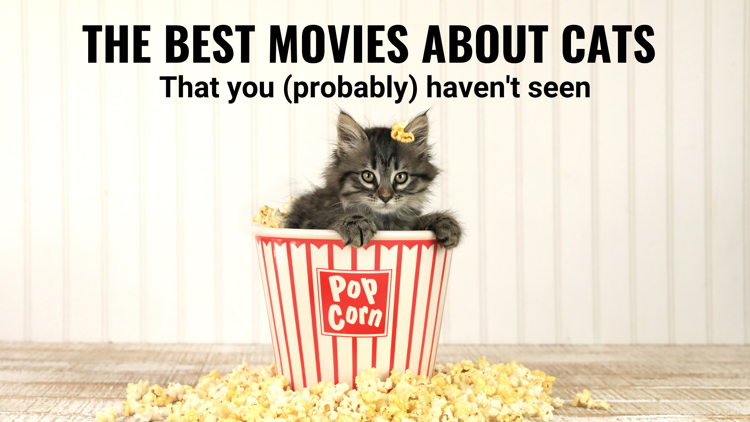 The best movies about cats that you NEED to watch