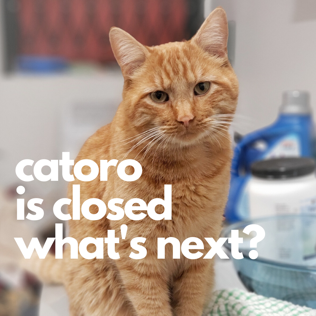 COVID-19 Update - Catoro Closed, What's Next?