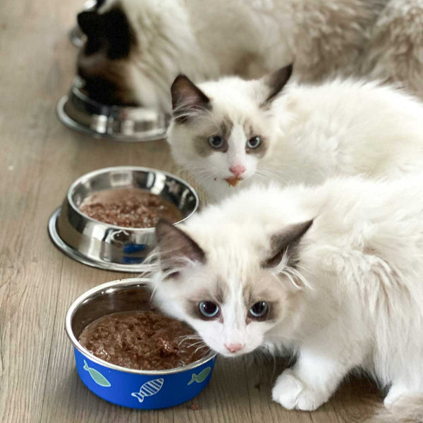 Best wet food for ragdoll cats hotsell