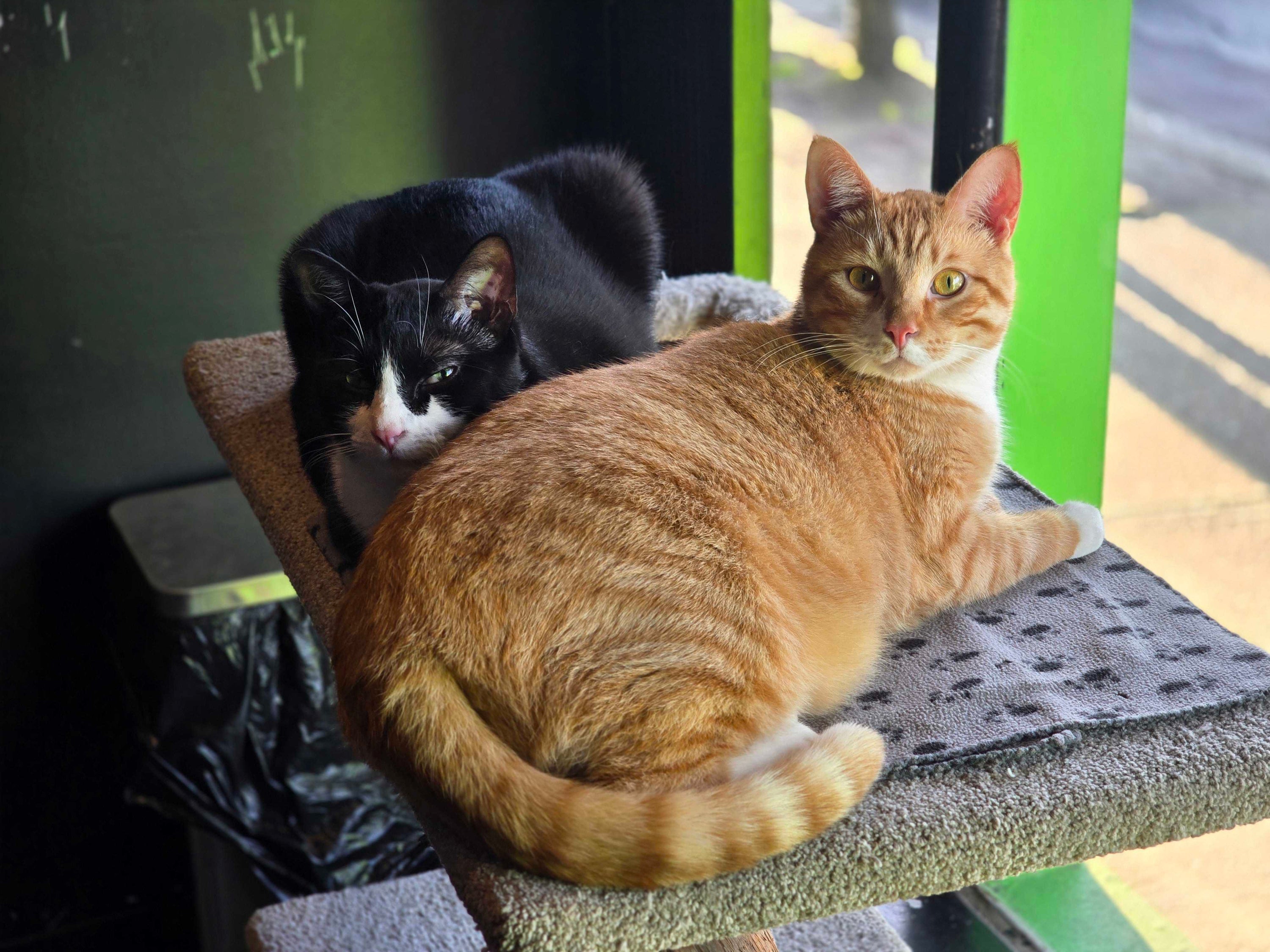 Support the Cats of Catoro Cafe